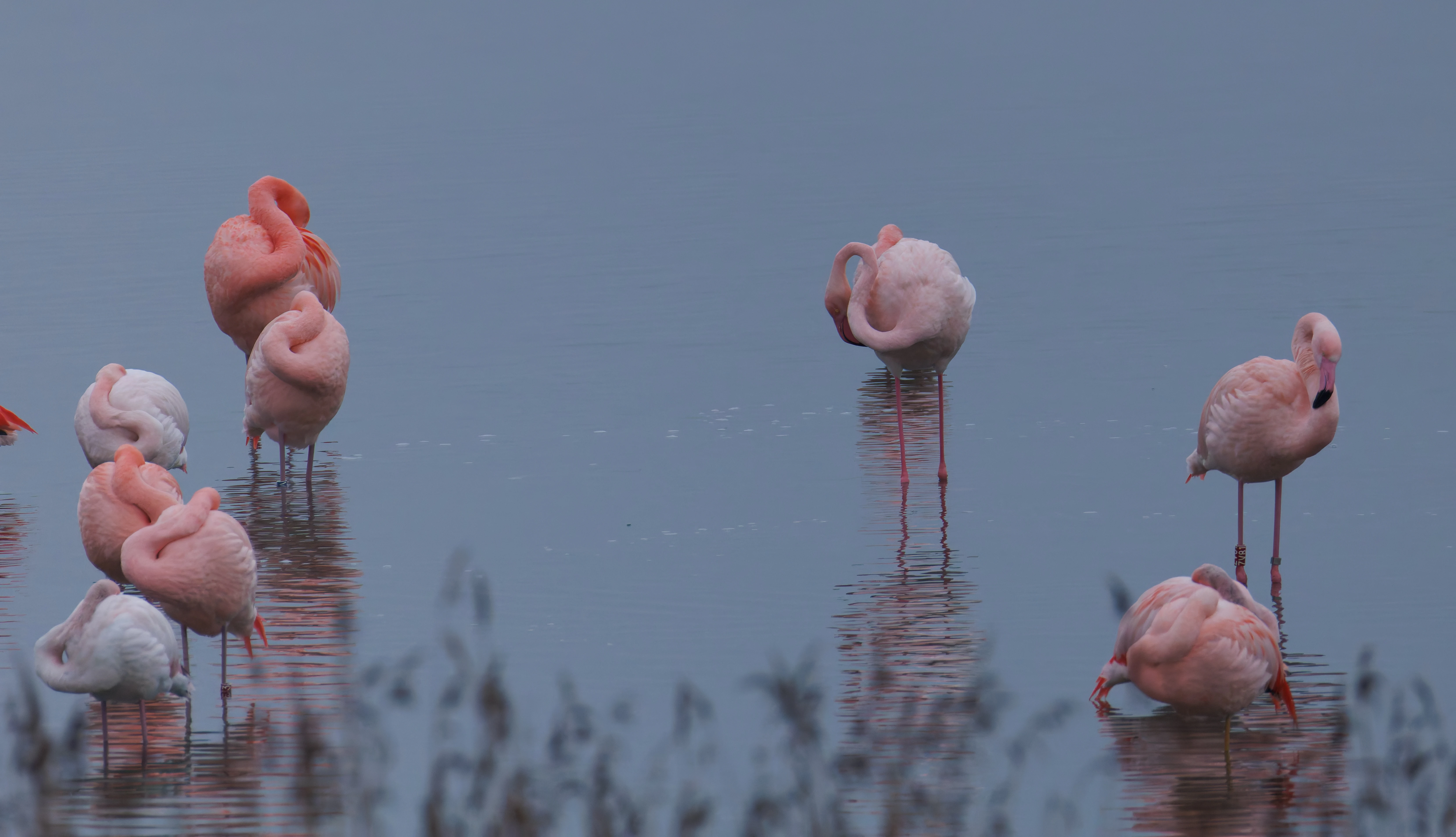 Chilean flamingo (Escaped), Battenoord Haven, Zeeland, Netherlands — photo by Orlando Prugel-Bennett