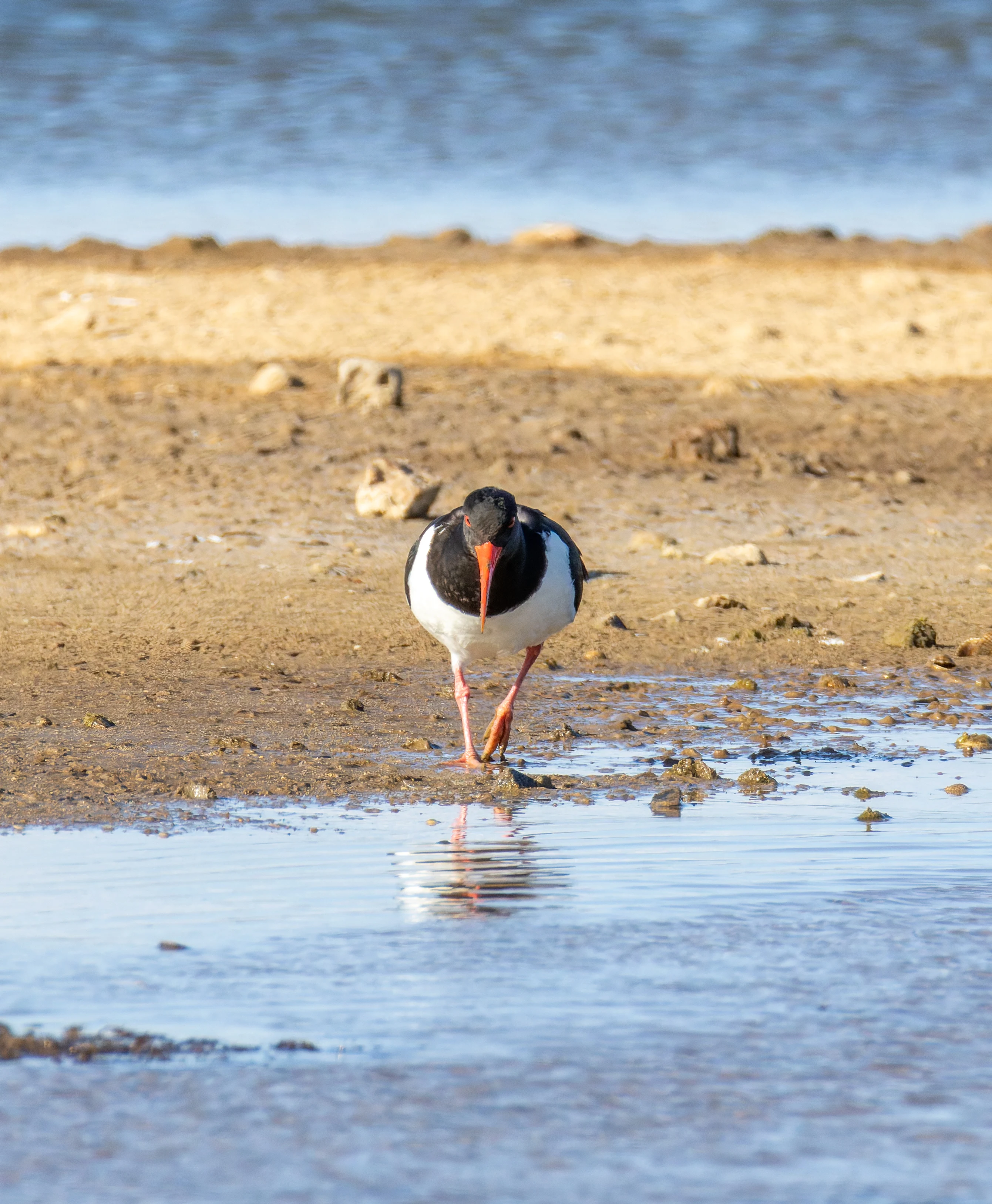 Oystercatcher, Lymington, Hampshire, UK — photo by Orlando Prugel-Bennett