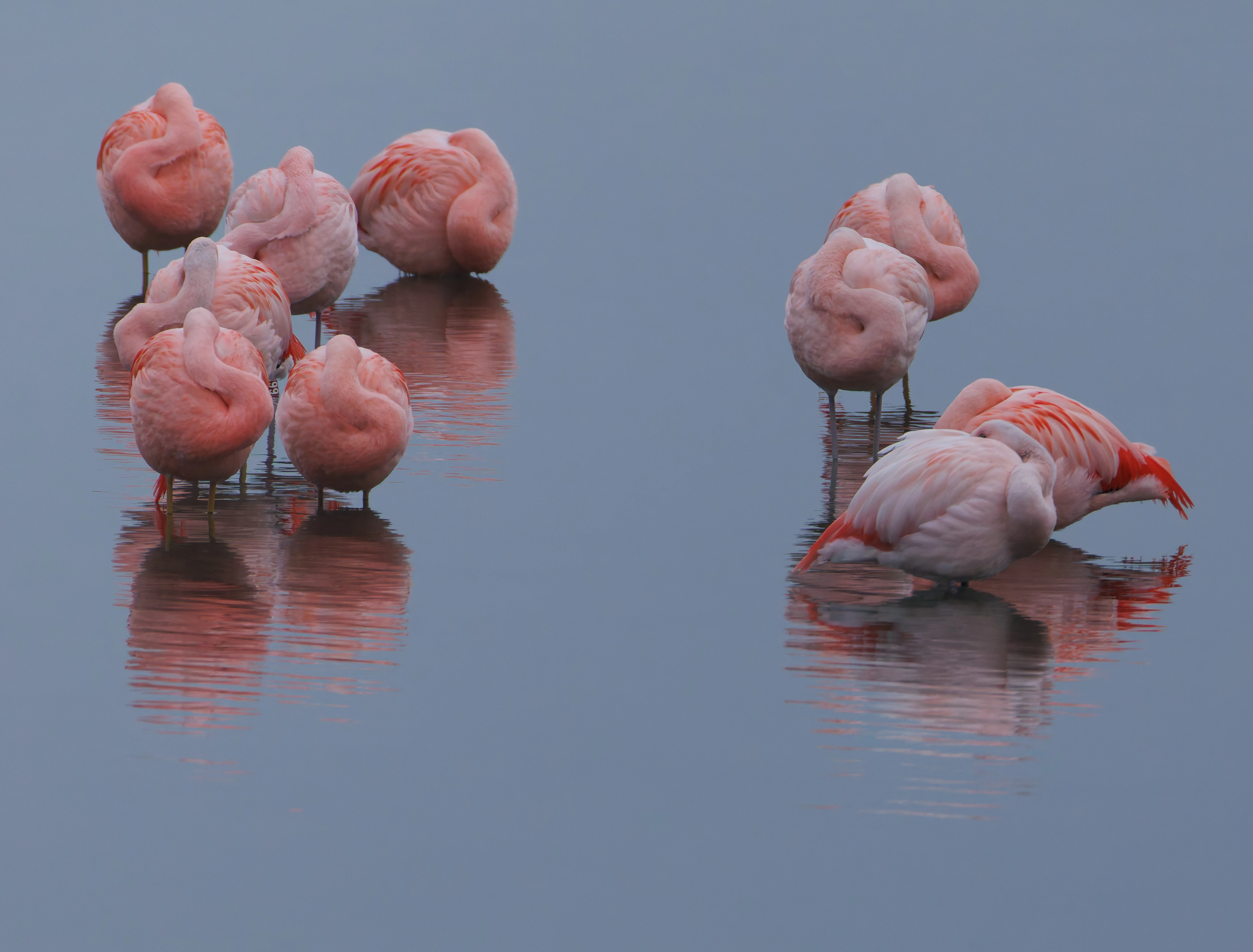 Chilean flamingo (Escaped), Battenoord Haven, Zeeland, Netherlands — photo by Orlando Prugel-Bennett