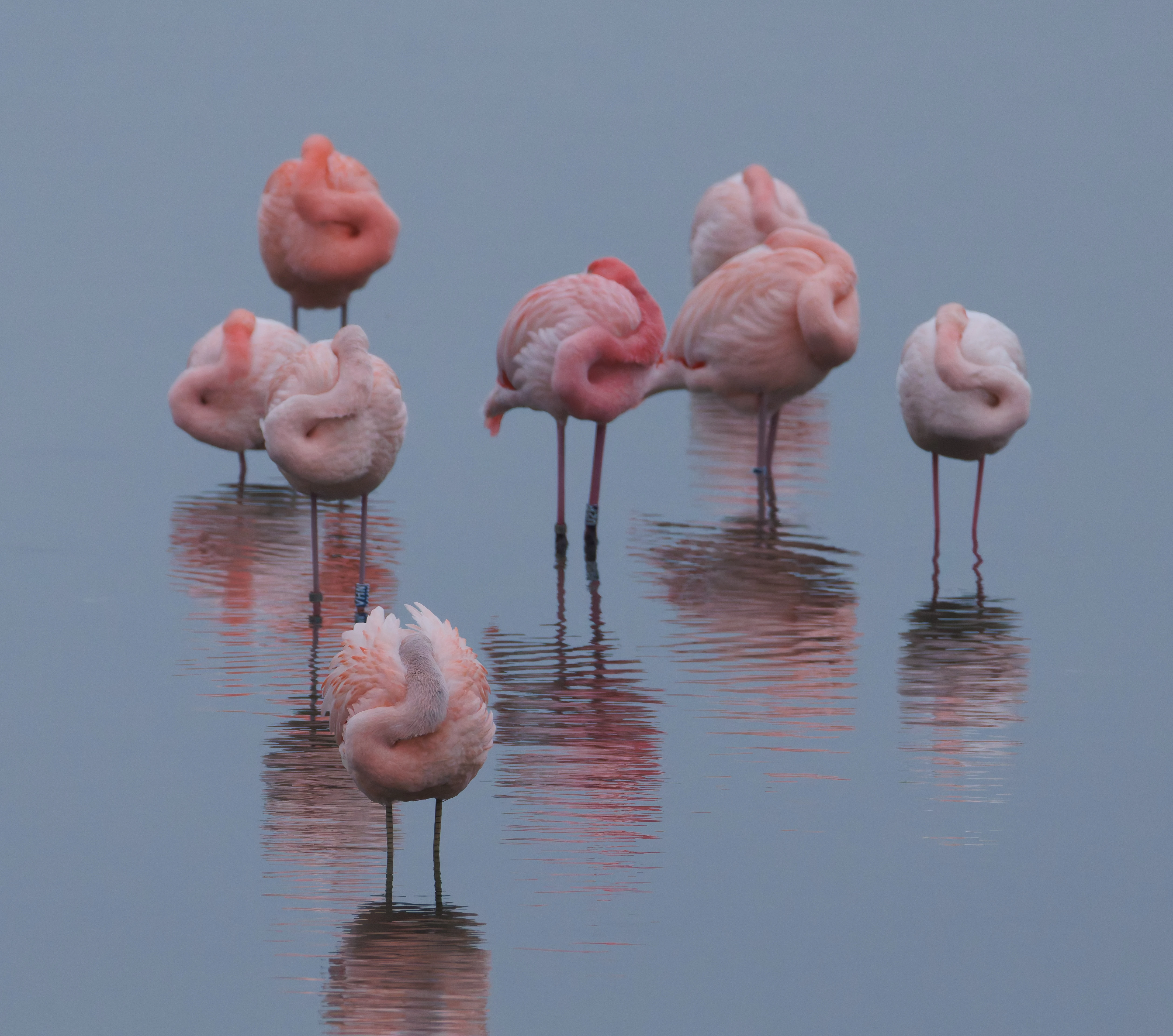 Chilean flamingo (Escaped), Battenoord Haven, Zeeland, Netherlands — photo by Orlando Prugel-Bennett