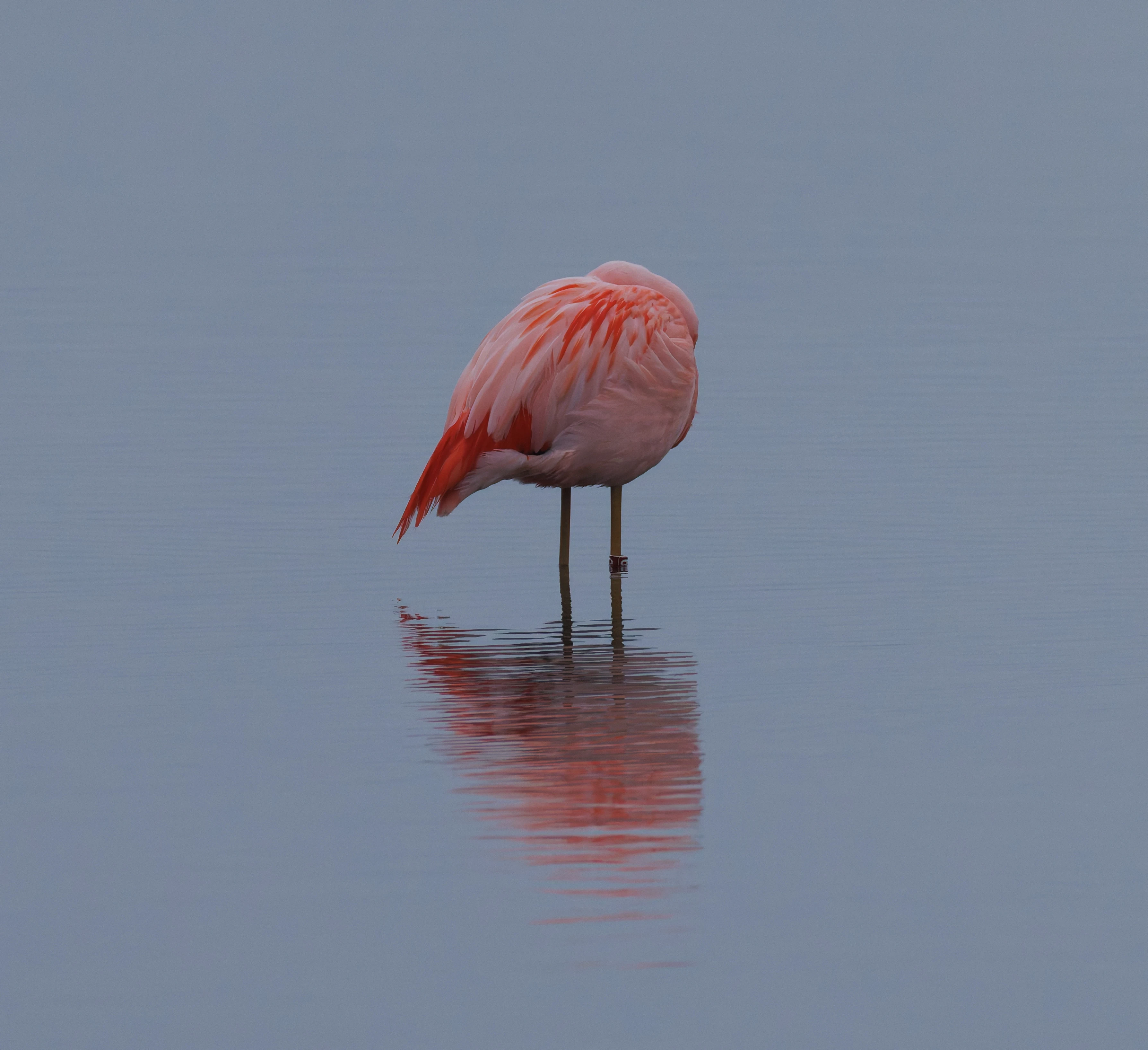 Chilean flamingo (Escaped), Battenoord Haven, Zeeland, Netherlands — photo by Orlando Prugel-Bennett