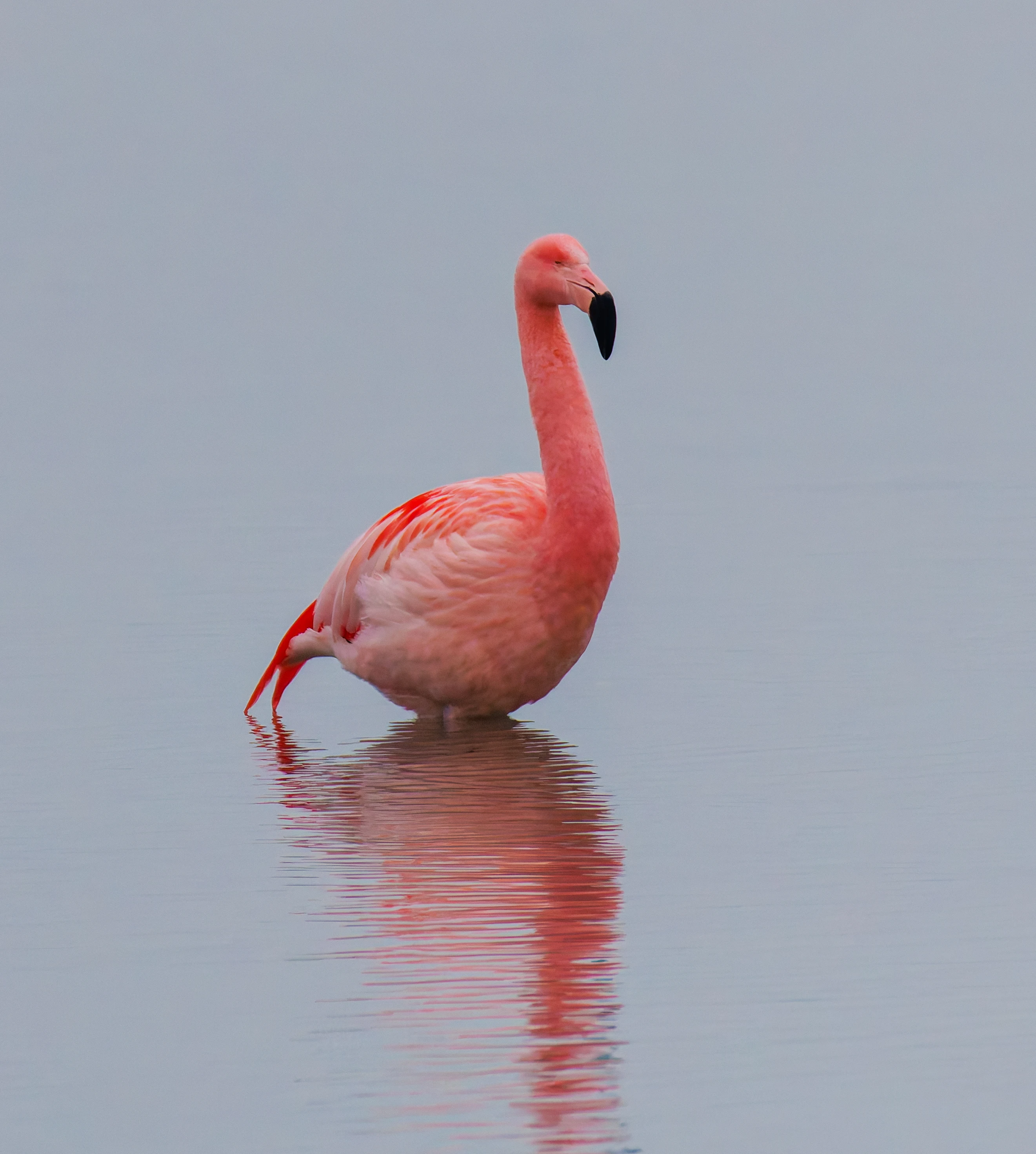 Chilean flamingo (Escaped), Battenoord Haven, Zeeland, Netherlands — photo by Orlando Prugel-Bennett