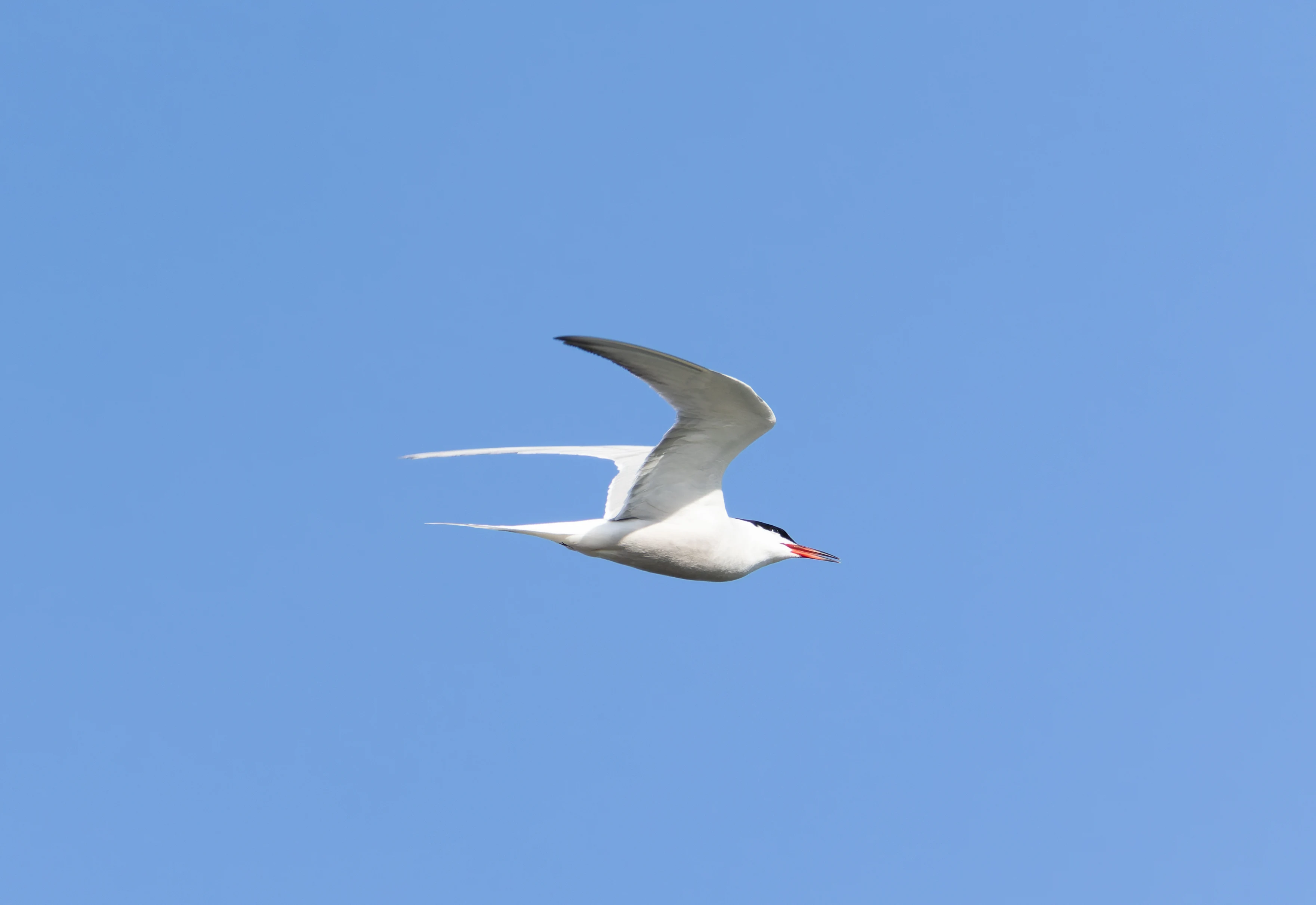 Common Tern, Lymington, Hampshire, UK — photo by Orlando Prugel-Bennett