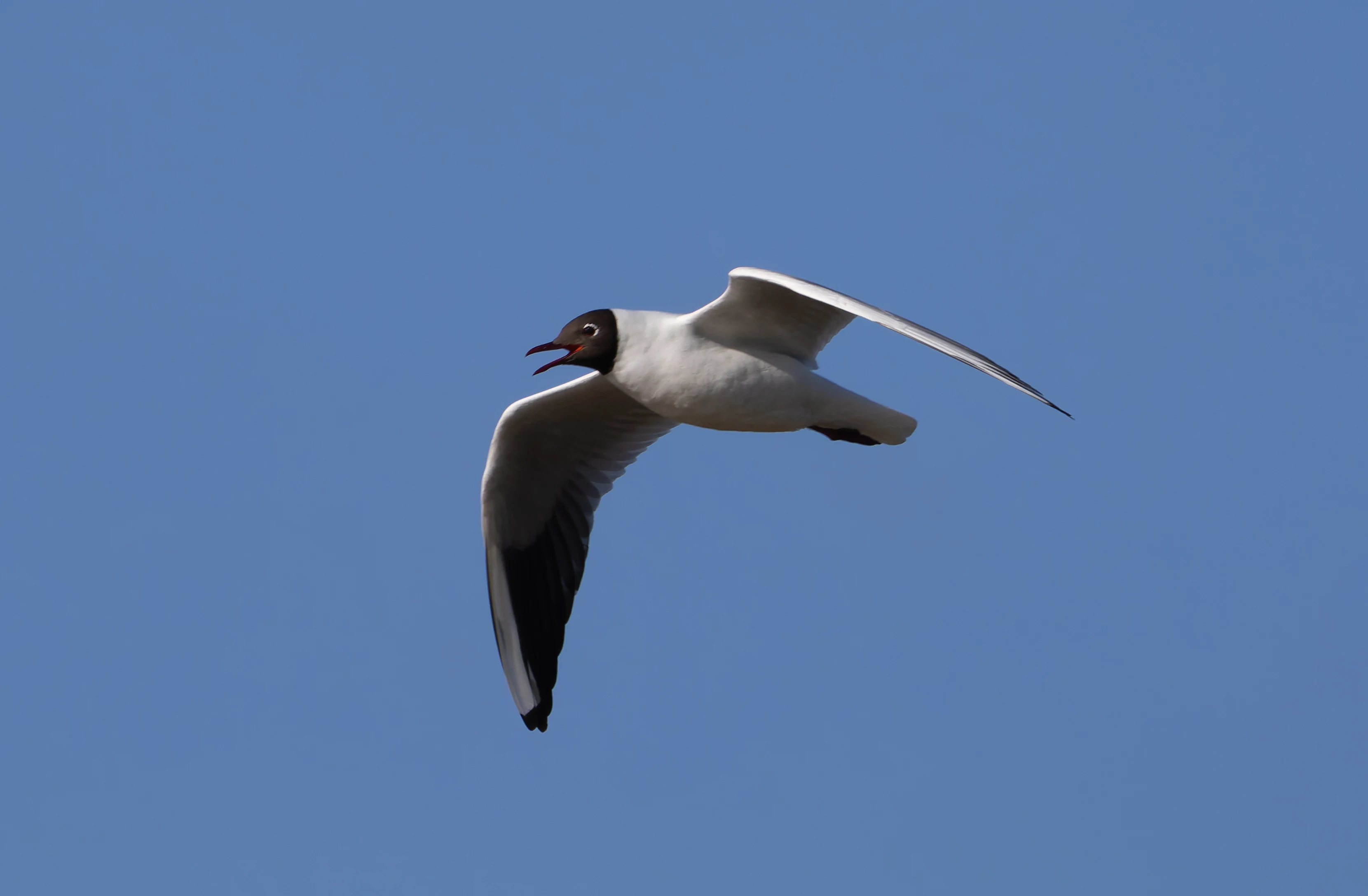 Black-Headed Gull, Lymington, Hampshire, UK — photo by Orlando Prugel-Bennett