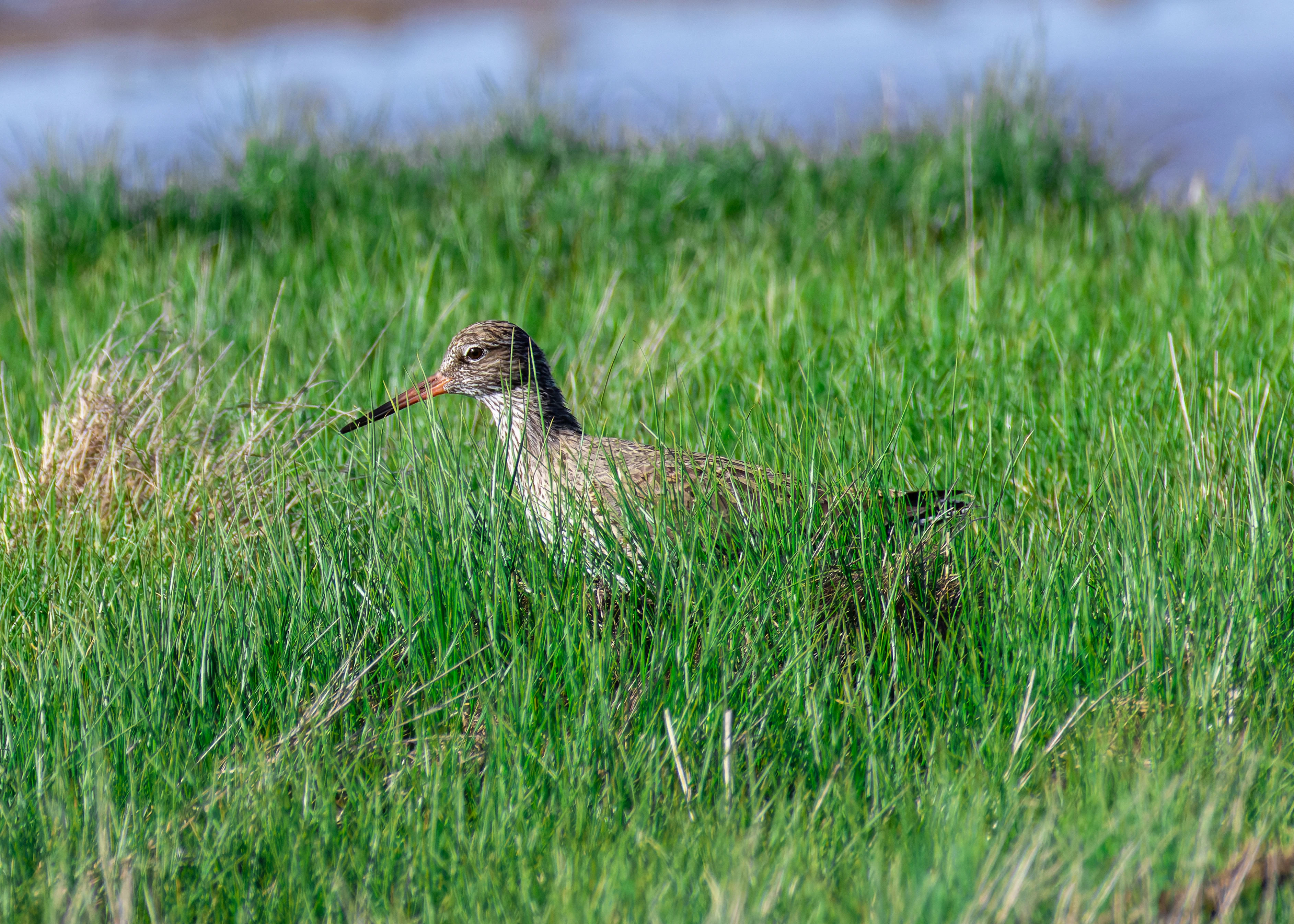 Common Redshank, Lymington, Hampshire, UK — photo by Orlando Prugel-Bennett