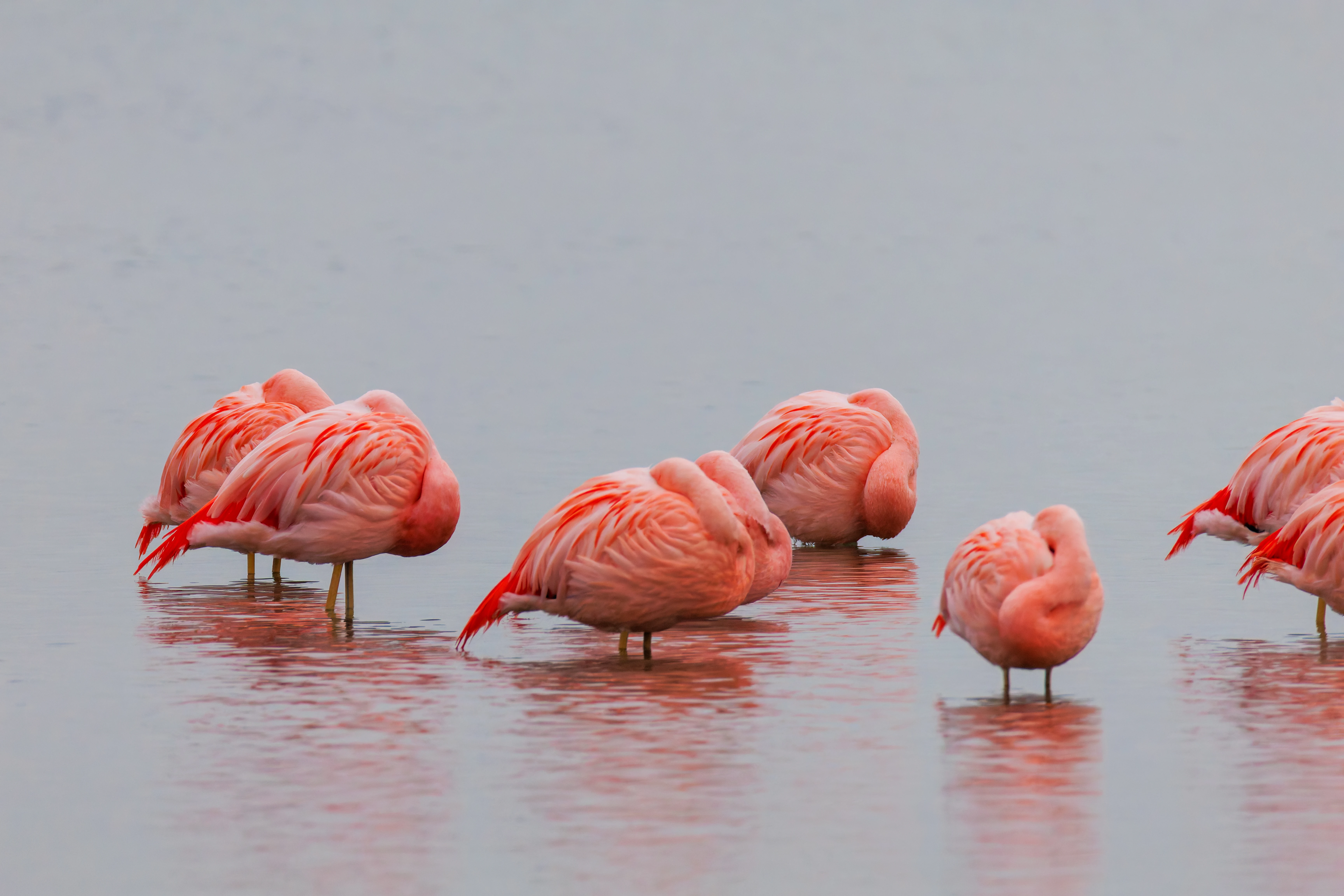 Chilean flamingo (Escaped), Battenoord Haven, Zeeland, Netherlands — photo by Orlando Prugel-Bennett