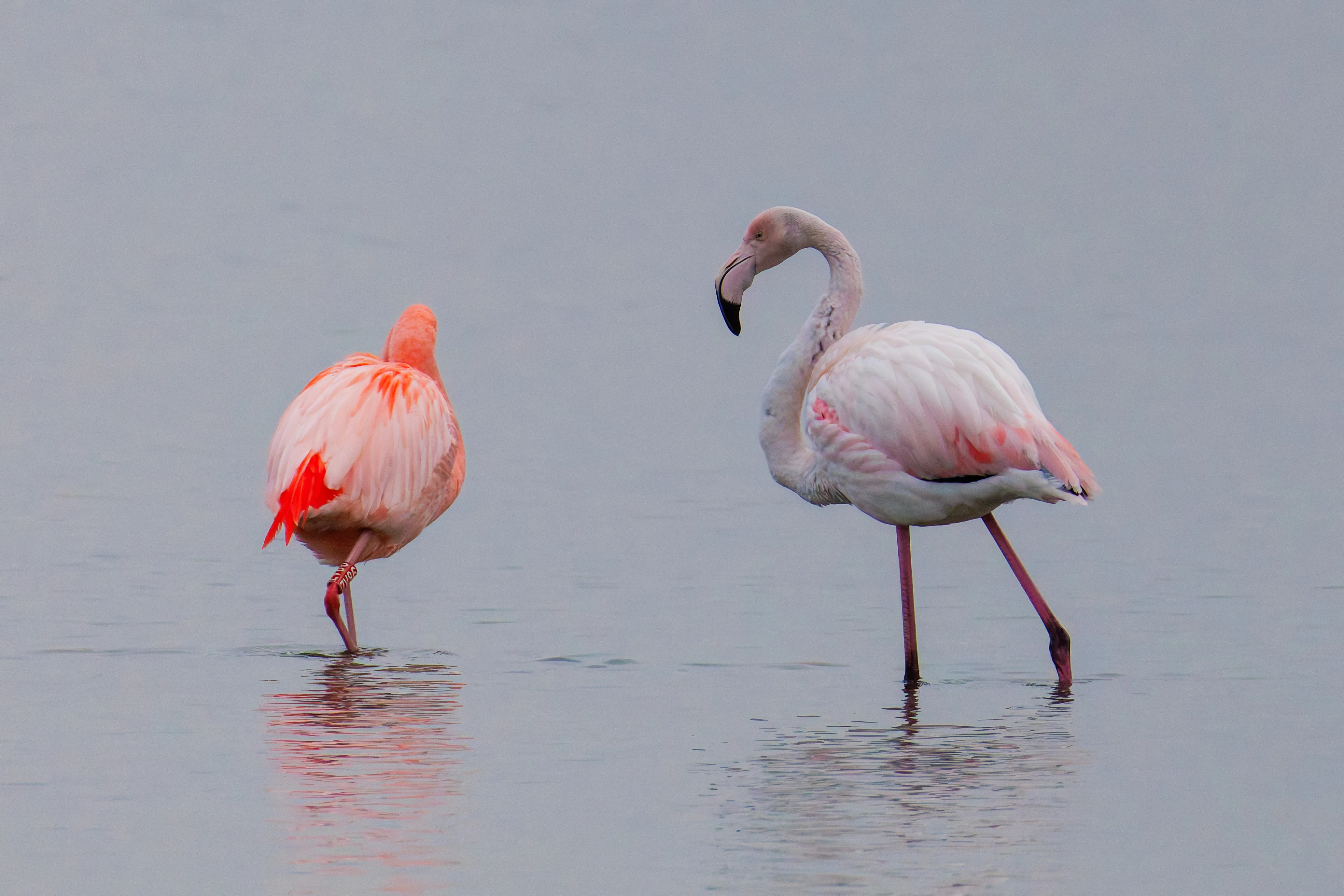 Chilean flamingo (Escaped) and Greater Flamingo, Battenoord Haven, Zeeland, Netherlands — photo by Orlando Prugel-Bennett