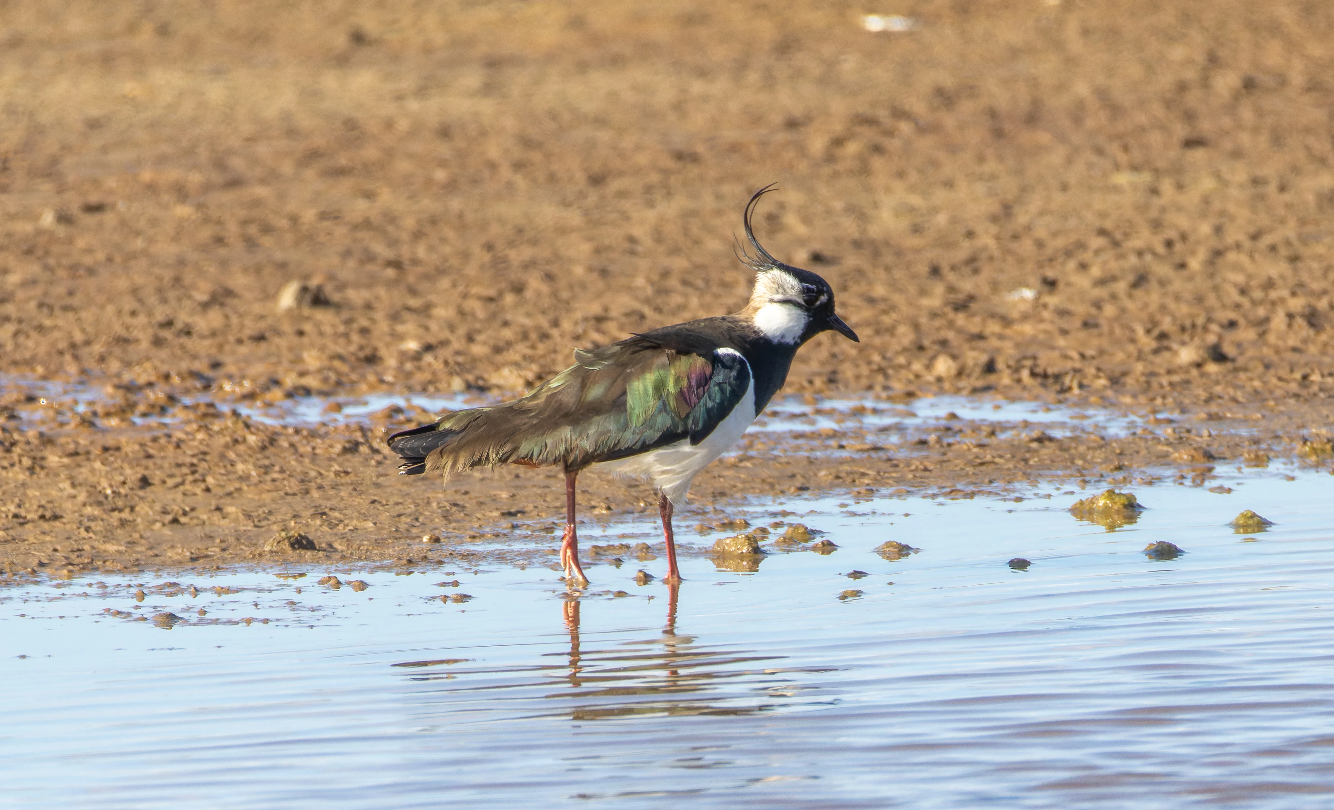 Lapwing, Lymington, Hampshire, UK — photo by Orlando Prugel-Bennett
