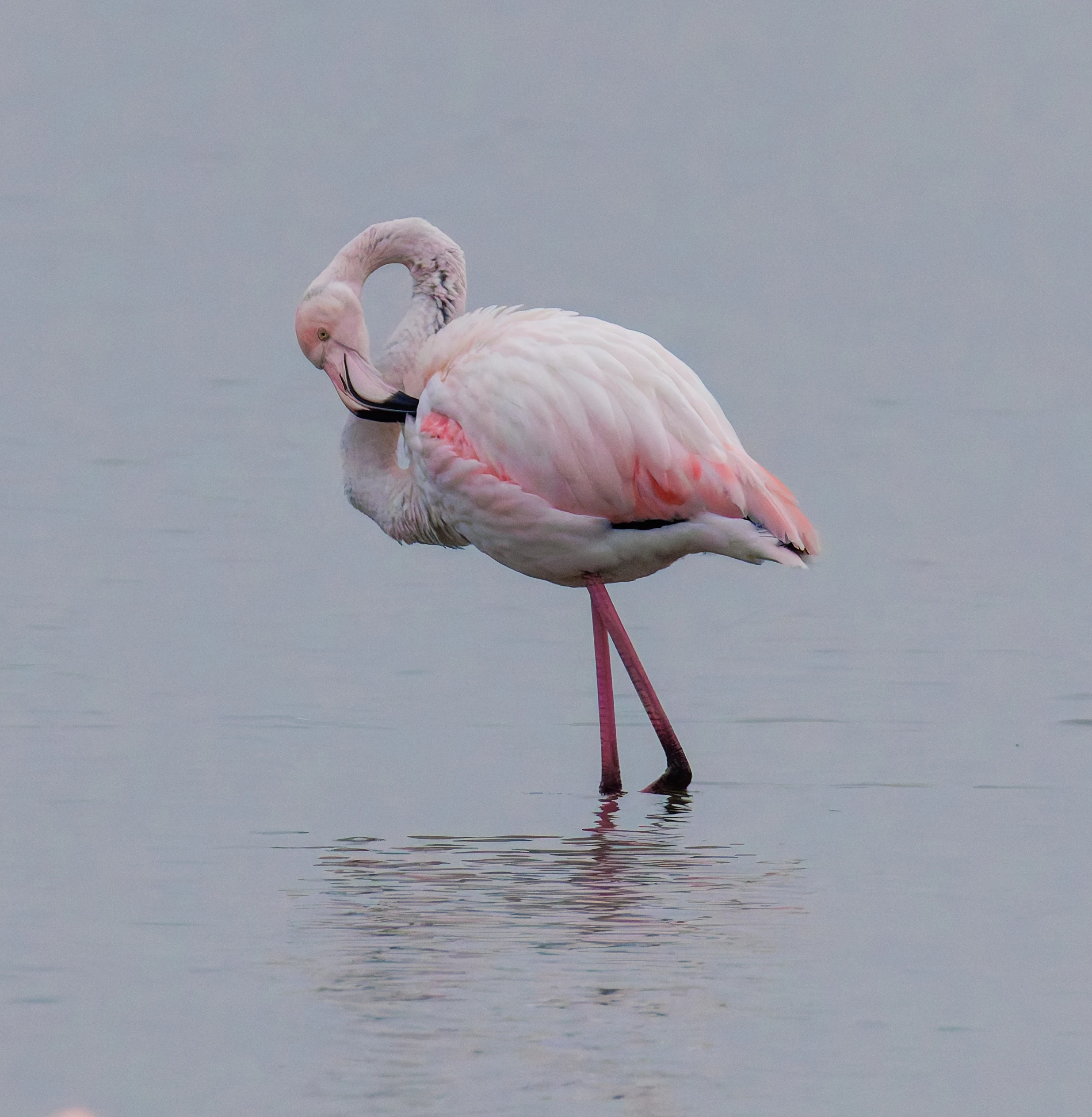 Greater Flamingo, Battenoord Haven, Zeeland, Netherlands — photo by Orlando Prugel-Bennett