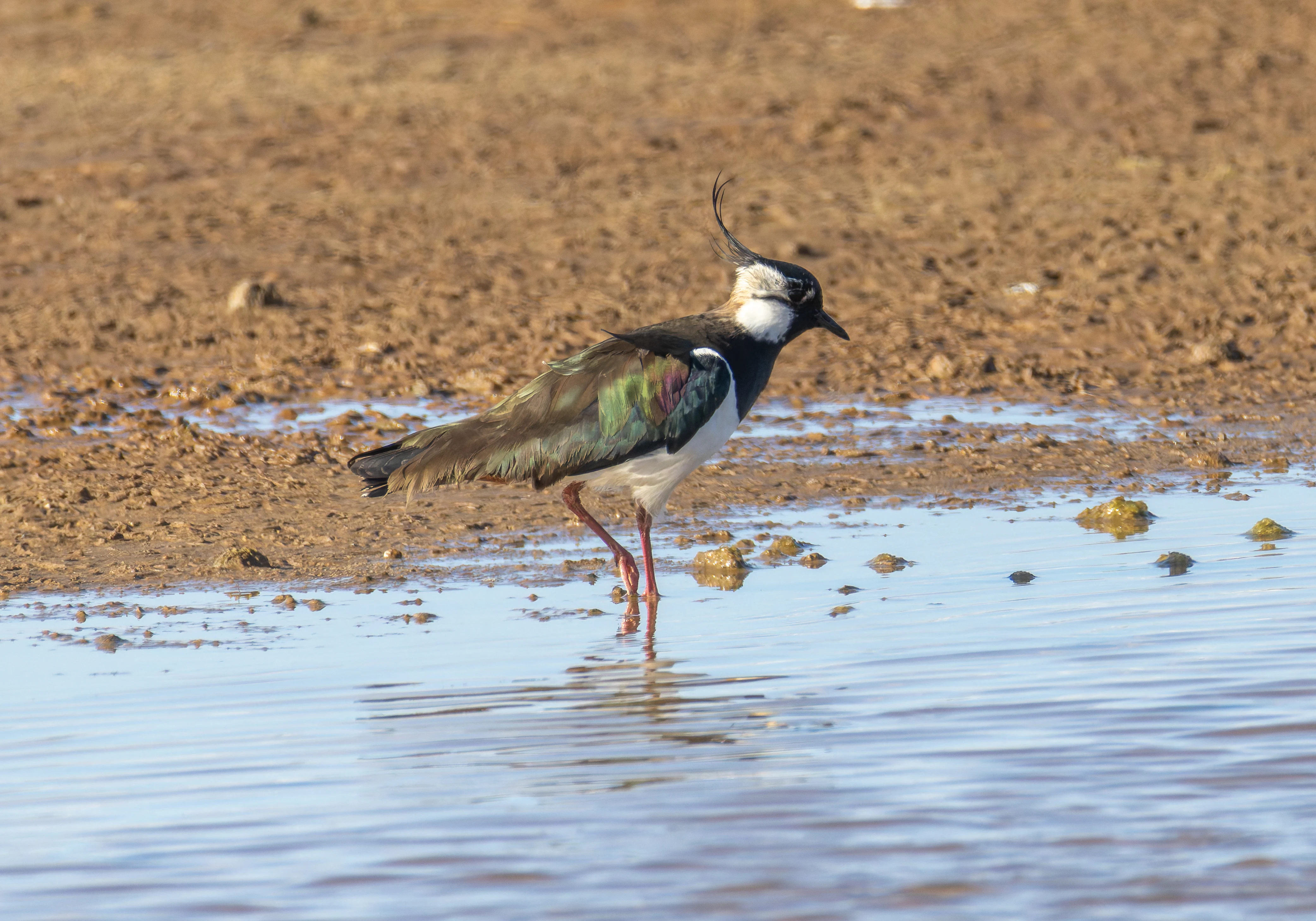 Lapwing, Lymington, Hampshire, UK — photo by Orlando Prugel-Bennett