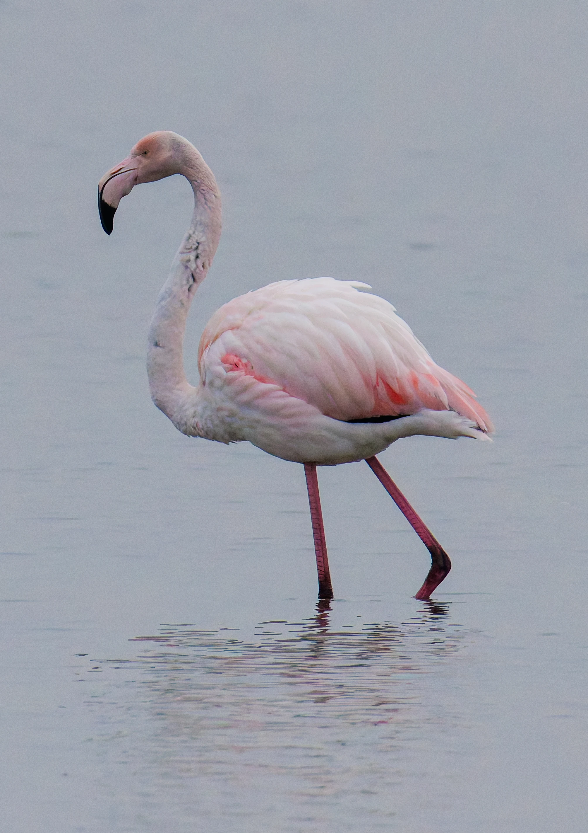 Greater Flamingo, Battenoord Haven, Zeeland, Netherlands — photo by Orlando Prugel-Bennett