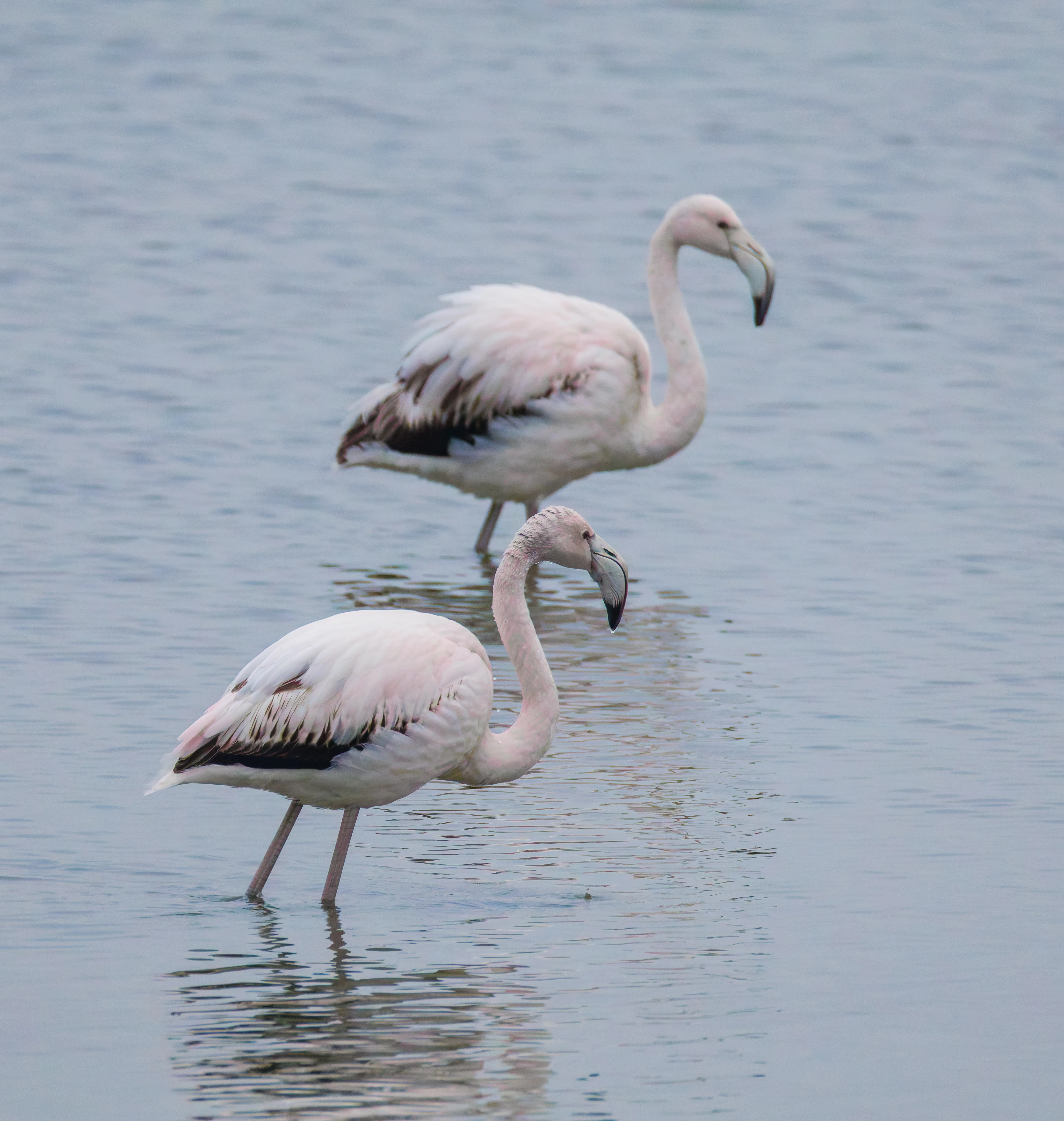Greater Flamingos, Battenoord Haven, Zeeland, Netherlands — photo by Orlando Prugel-Bennett