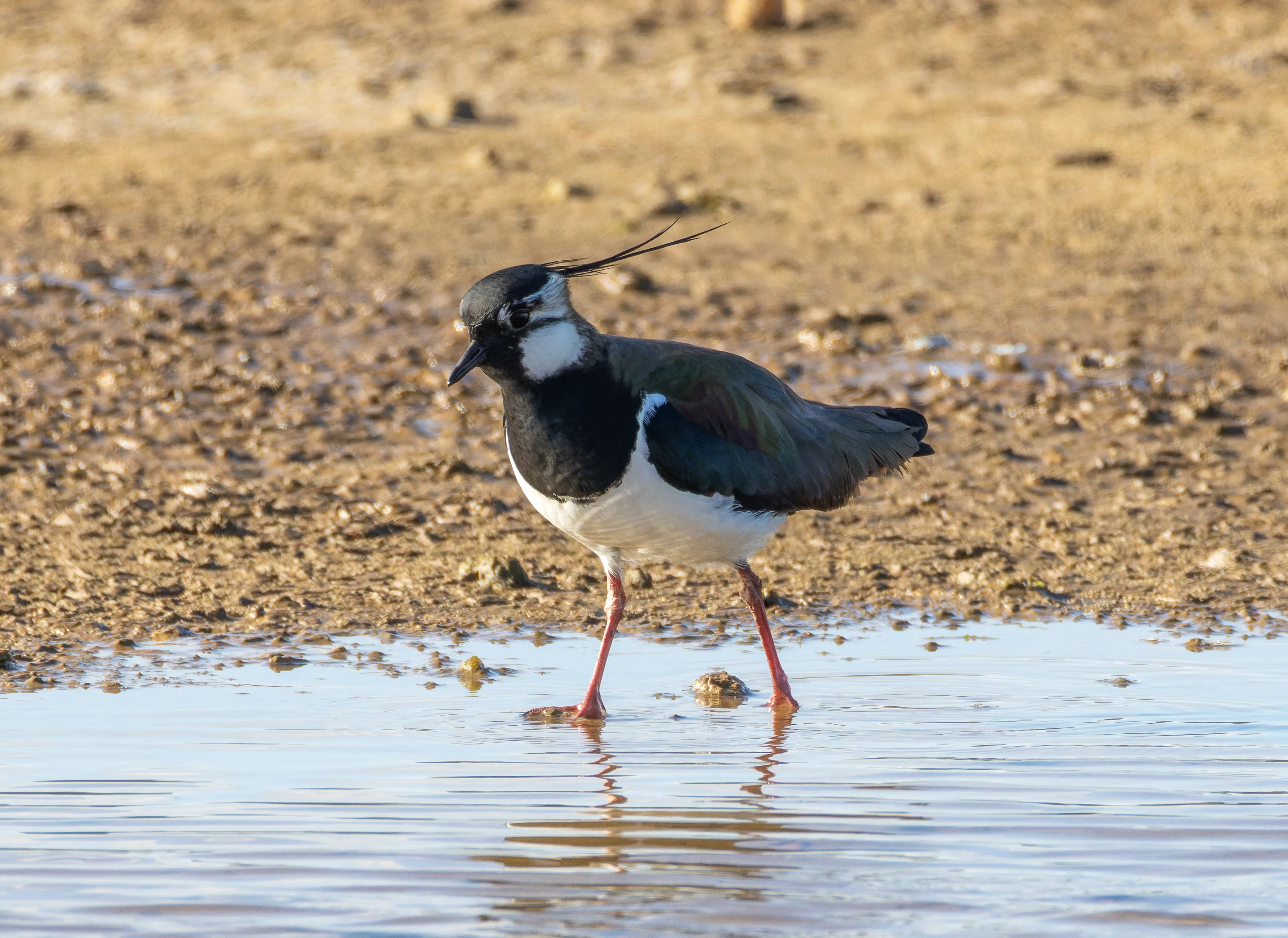 Lapwing, Lymington, Hampshire, UK — photo by Orlando Prugel-Bennett