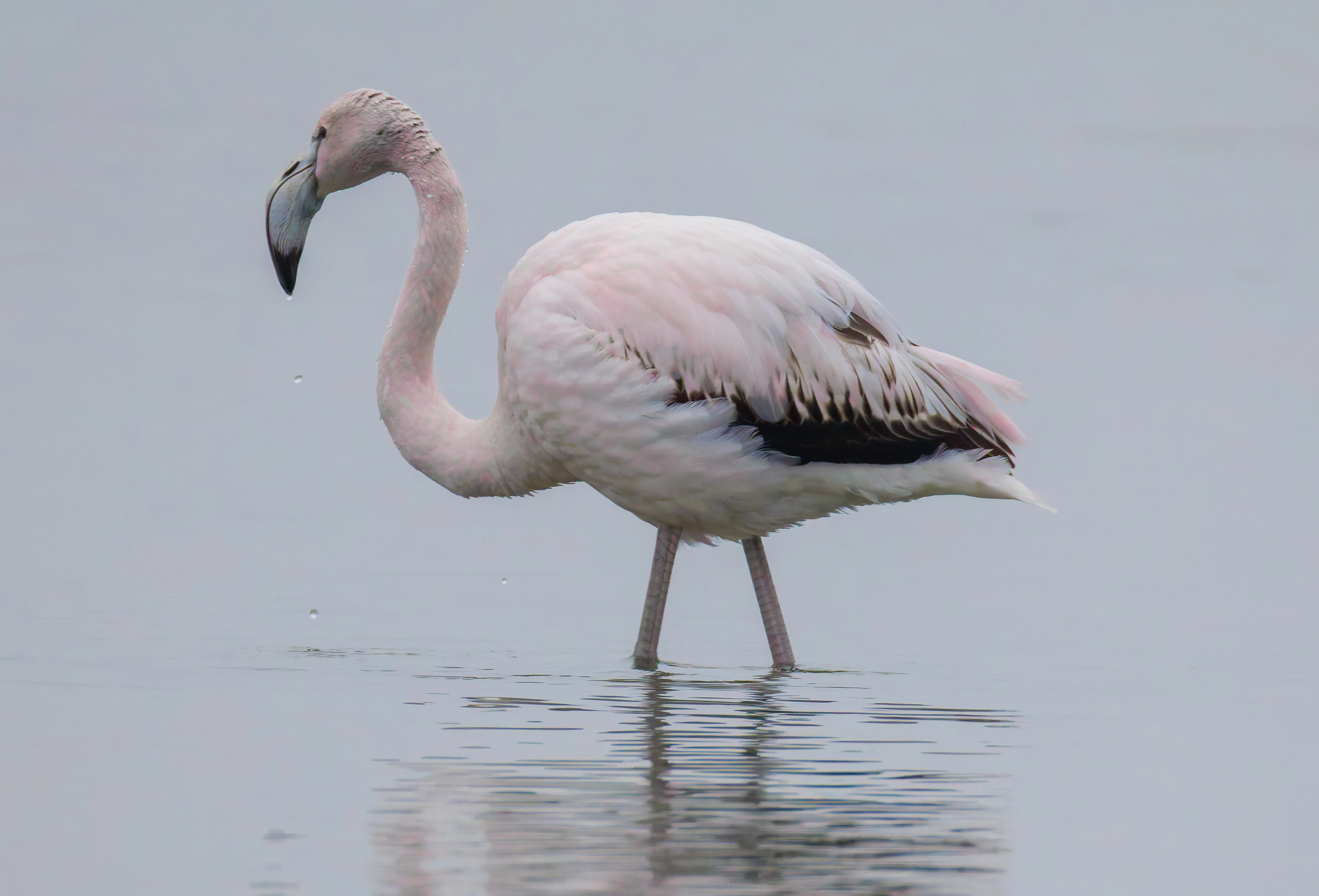 Greater Flamingo, Battenoord Haven, Zeeland, Netherlands — photo by Orlando Prugel-Bennett