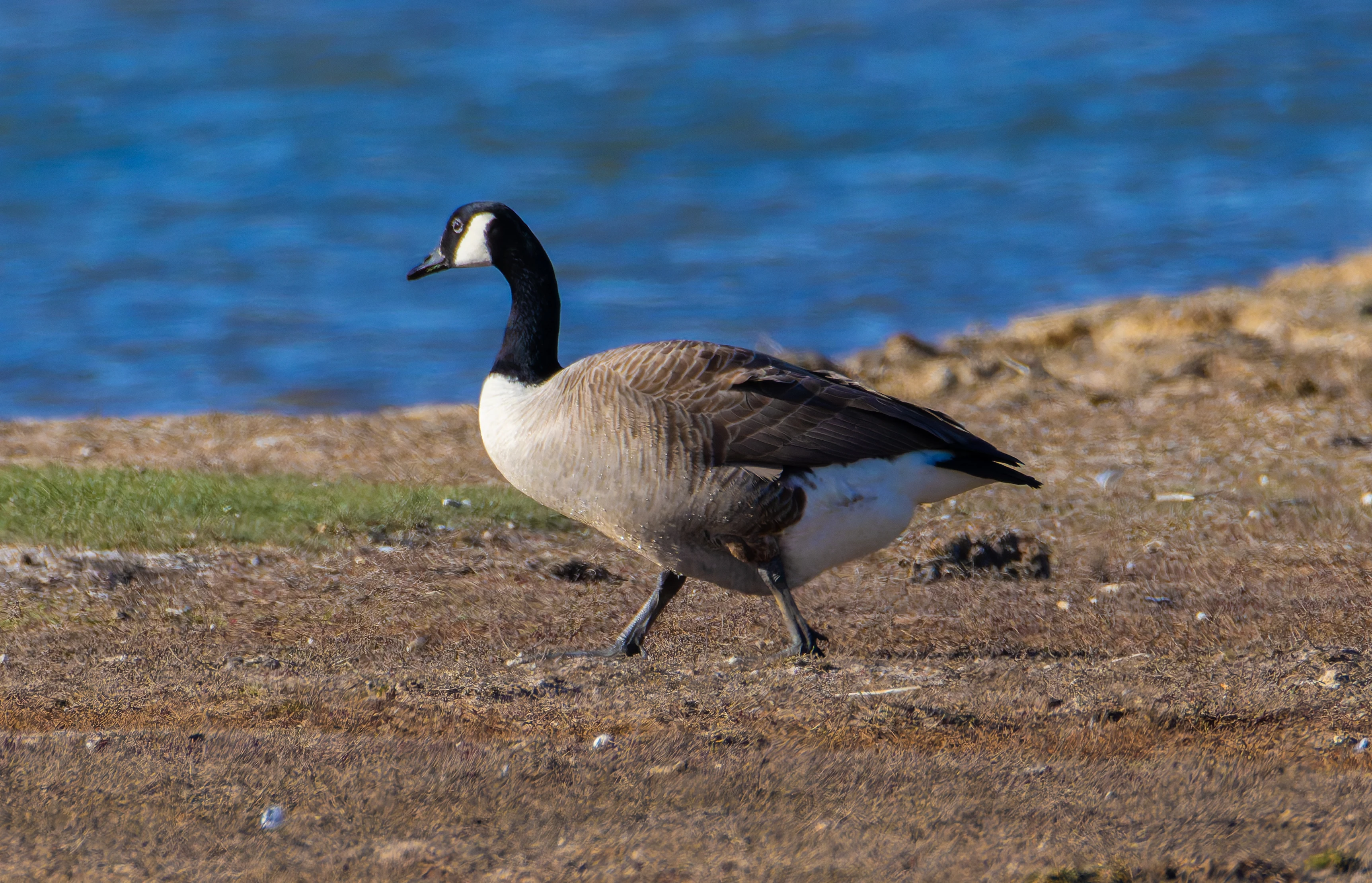 Canada Goose, Lymington, Hampshire, UK — photo by Orlando Prugel-Bennett