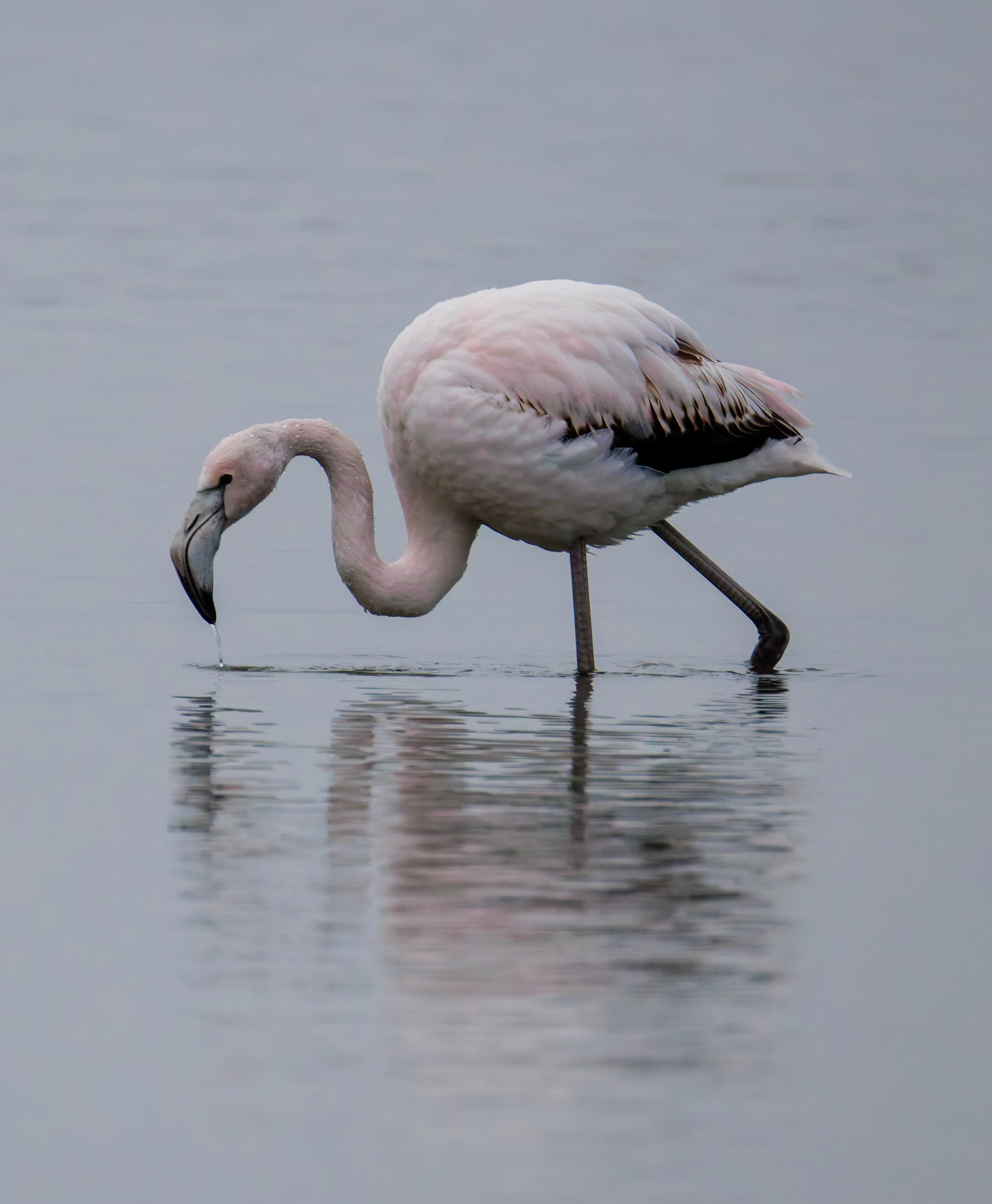 Greater Flamingo, Battenoord Haven, Zeeland, Netherlands — photo by Orlando Prugel-Bennett