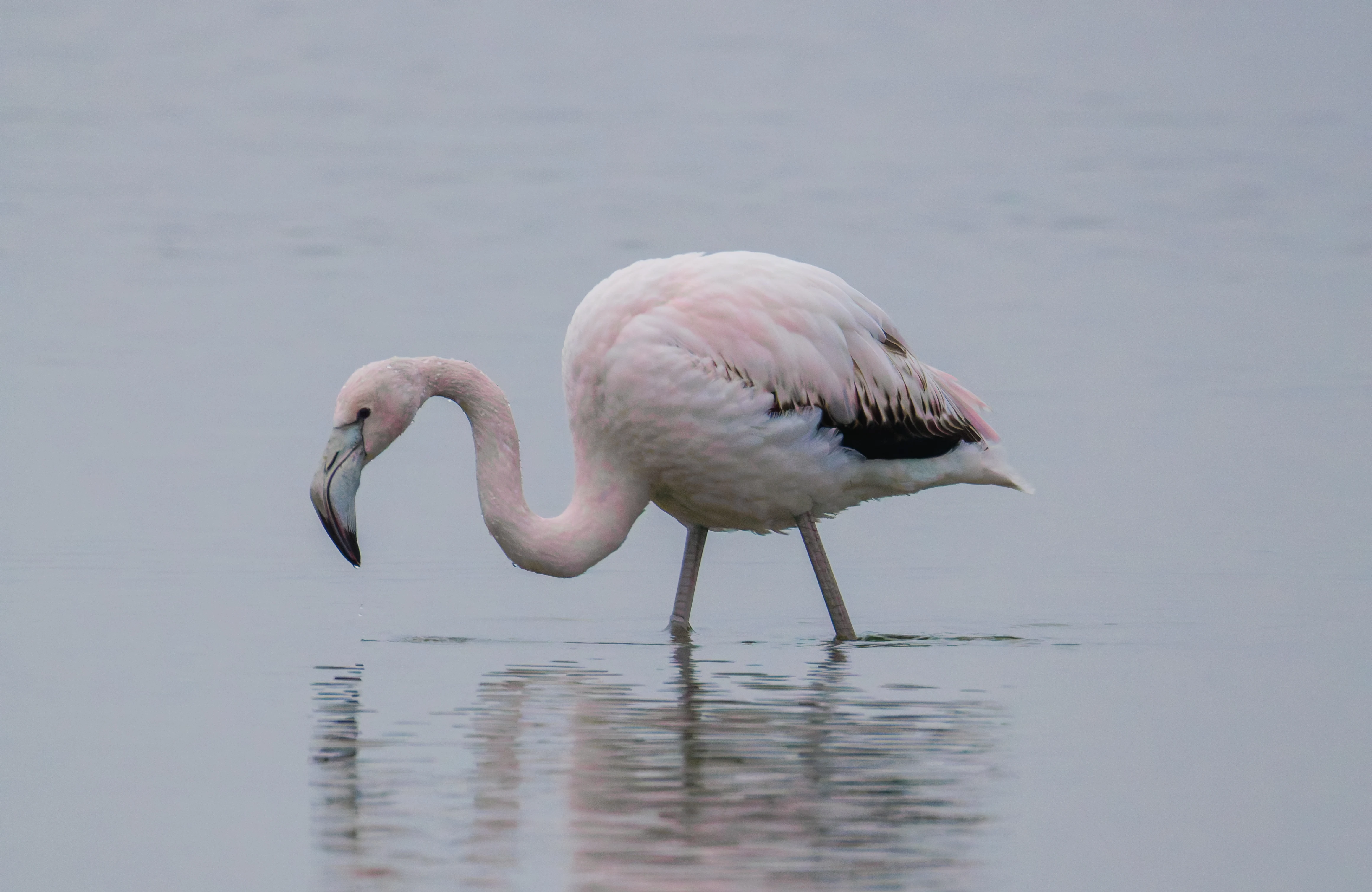 Greater Flamingo, Battenoord Haven, Zeeland, Netherlands — photo by Orlando Prugel-Bennett