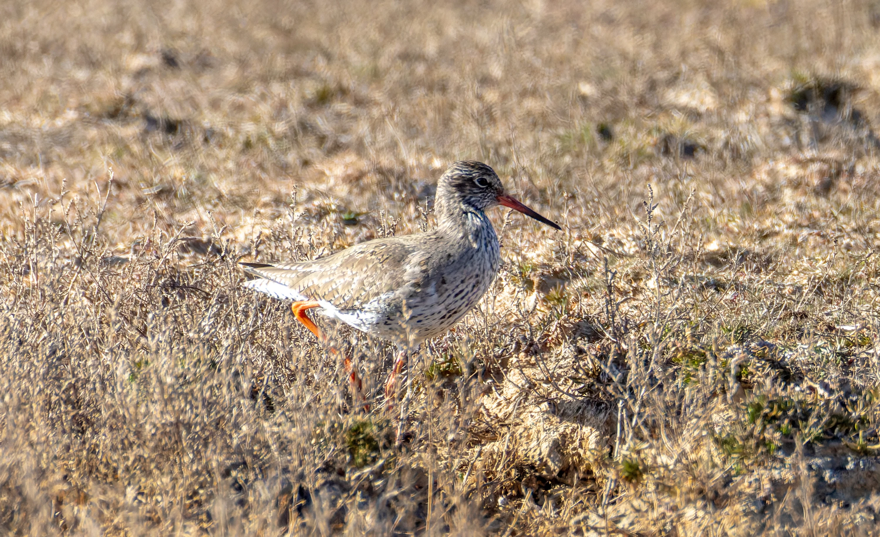 Common Redshank, Lymington, Hampshire, UK — photo by Orlando Prugel-Bennett