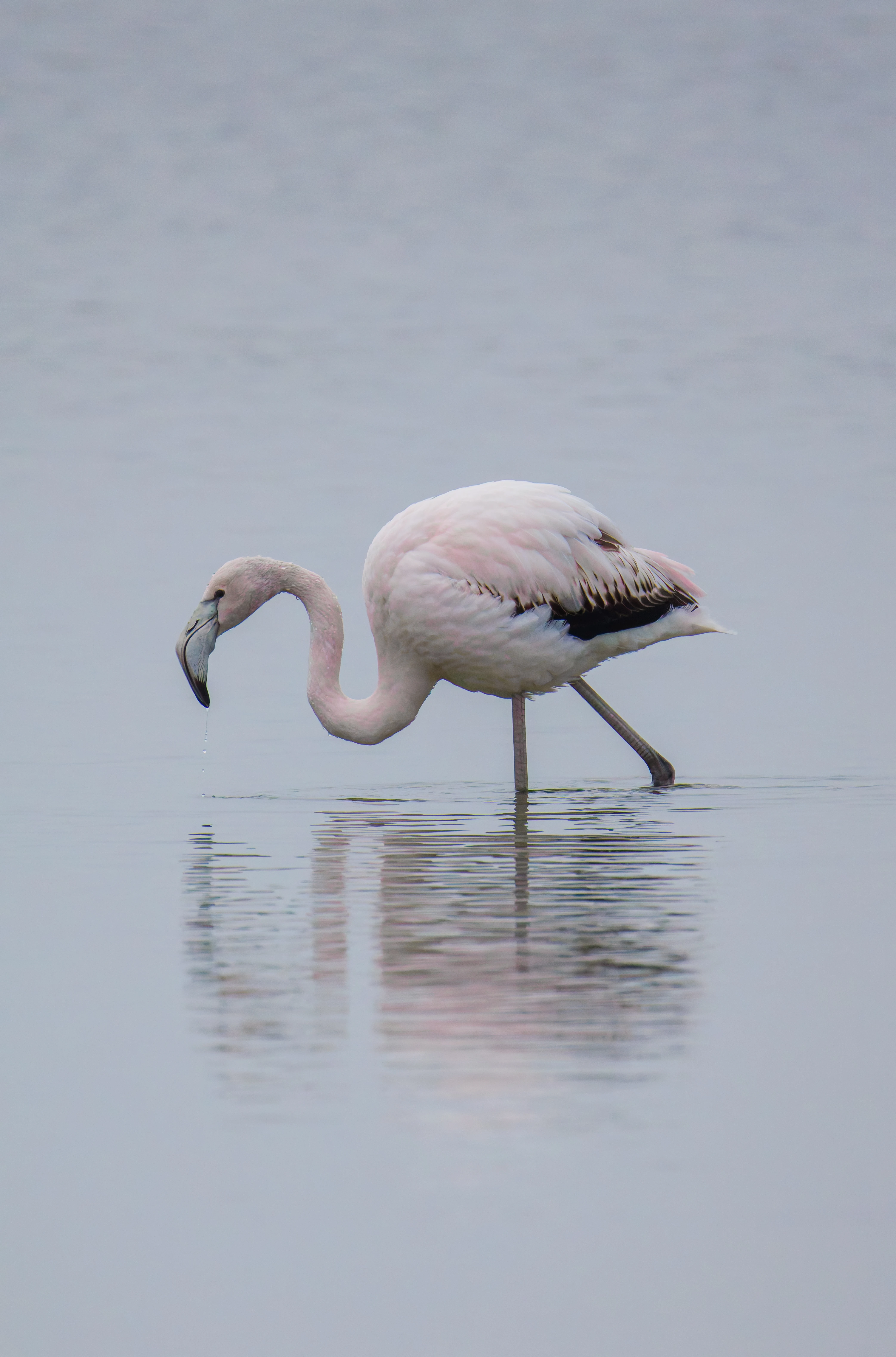 Greater Flamingo, Battenoord Haven, Zeeland, Netherlands — photo by Orlando Prugel-Bennett