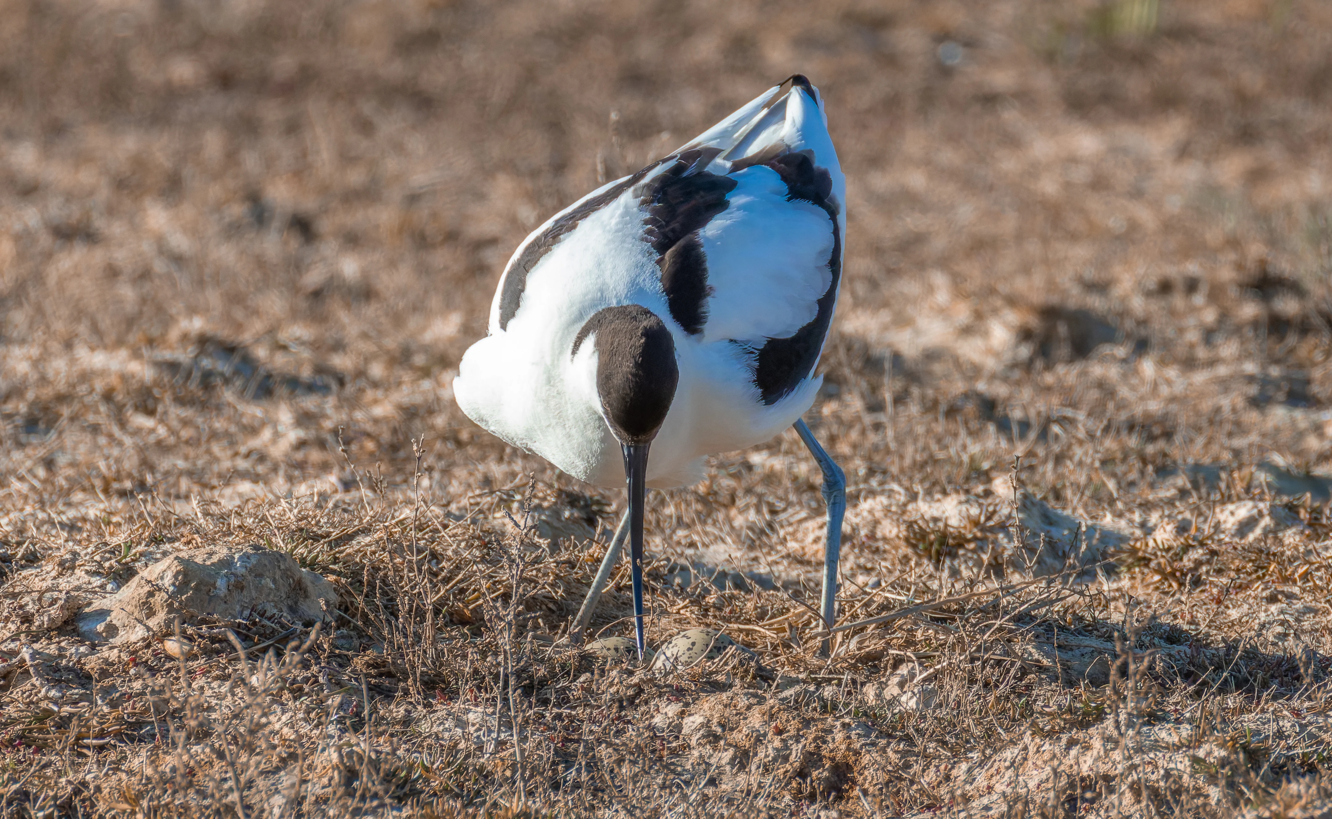 Avocet & Eggs, Lymington, Hampshire, UK — photo by Orlando Prugel-Bennett