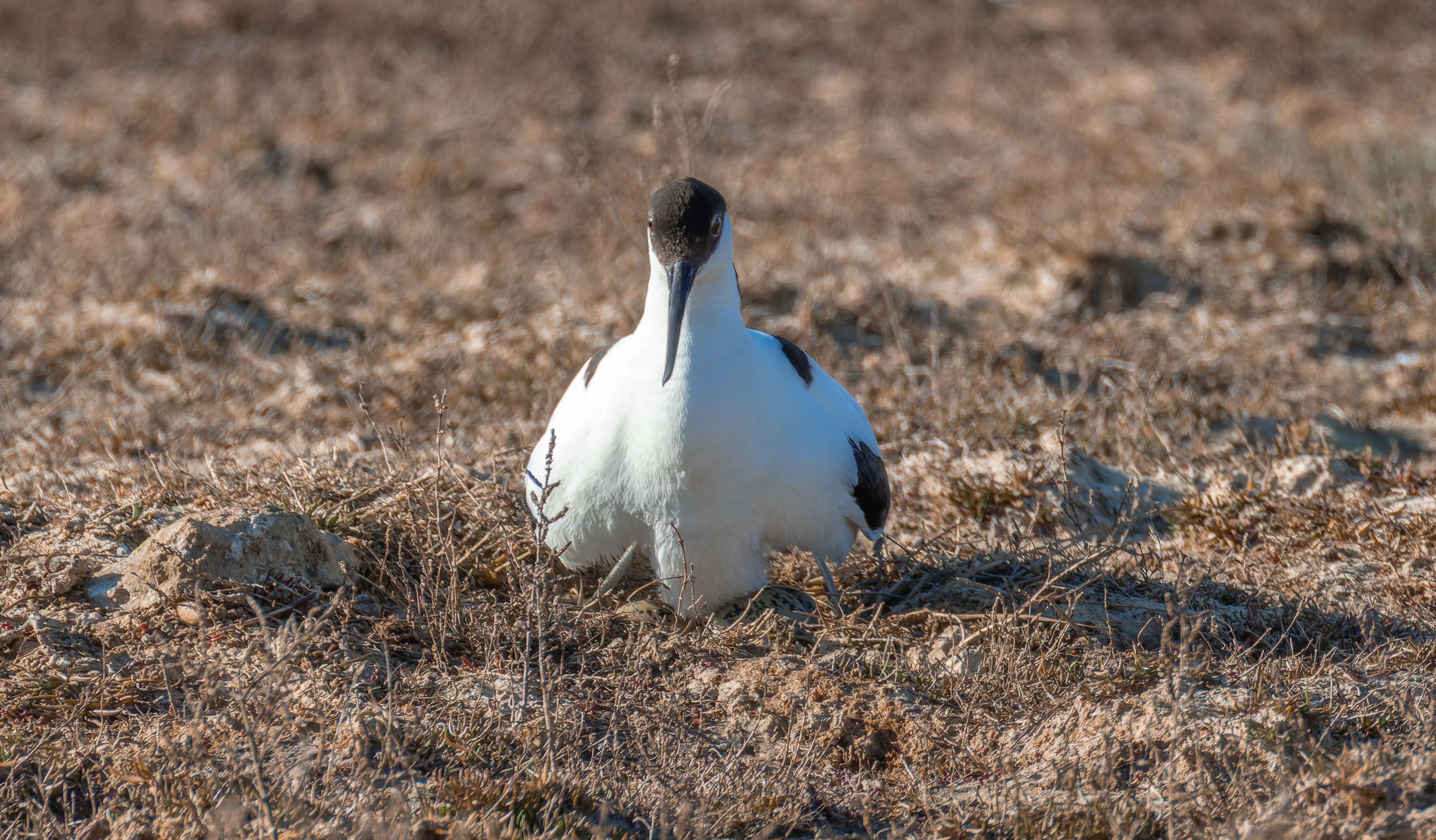 Avocet & Eggs, Lymington, Hampshire, UK — photo by Orlando Prugel-Bennett