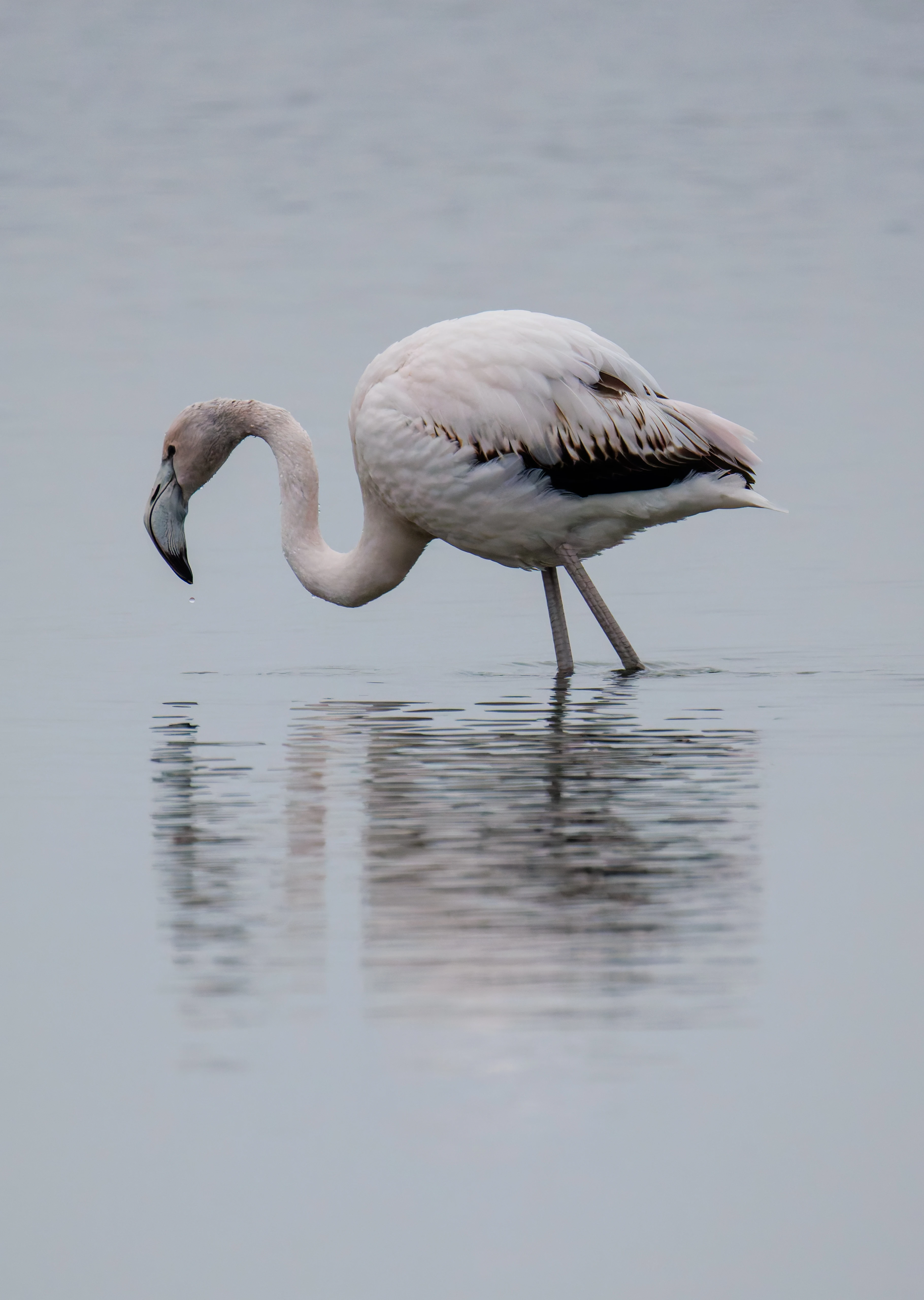 Greater Flamingo, Battenoord Haven, Zeeland, Netherlands — photo by Orlando Prugel-Bennett