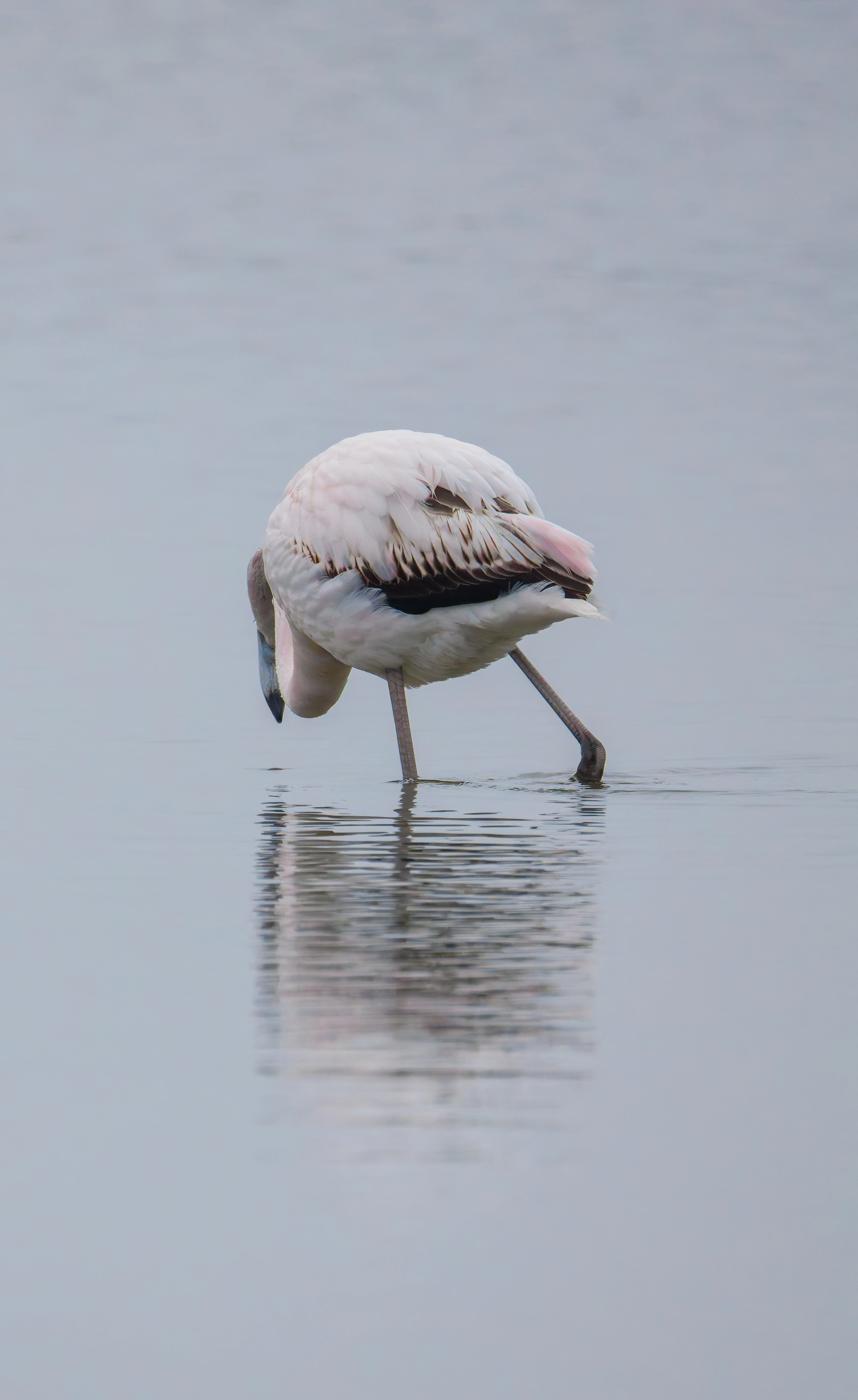 Greater Flamingo, Battenoord Haven, Zeeland, Netherlands — photo by Orlando Prugel-Bennett