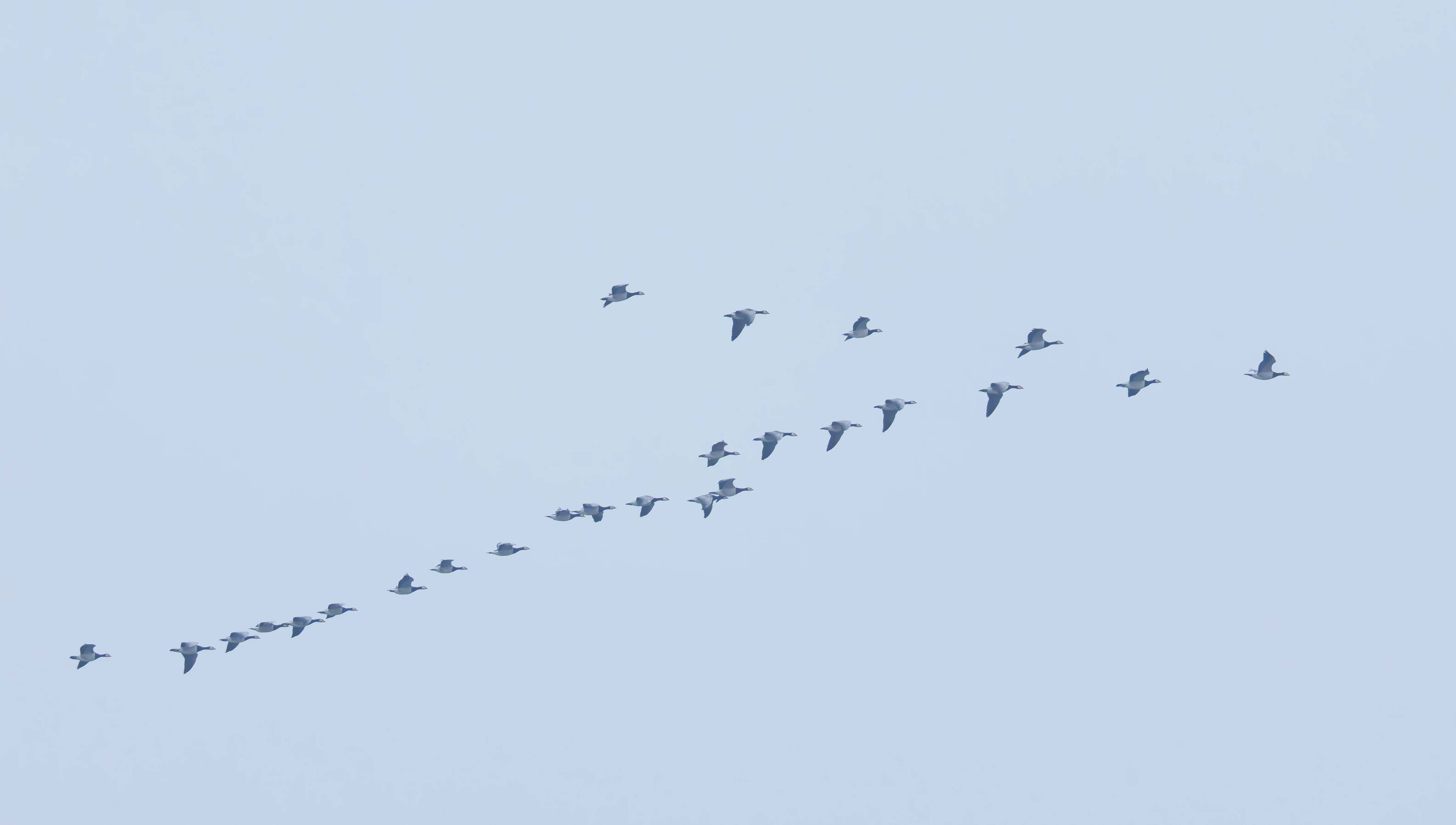 Barnacle Geese, Zeeland, Netherlands — photo by Orlando Prugel-Bennett