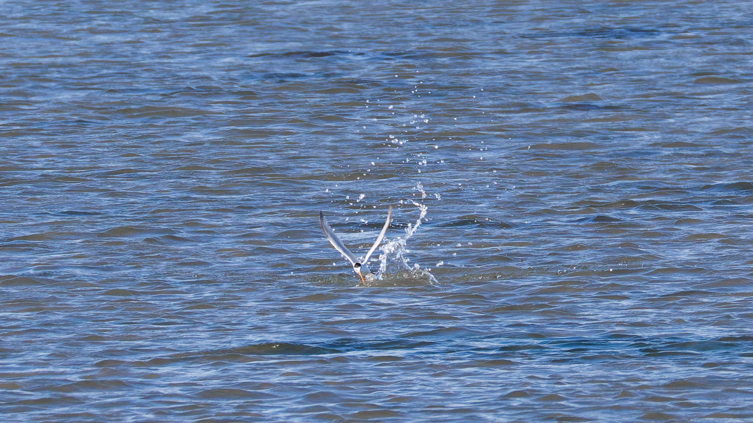 Little Tern, Lymington, Hampshire, UK — photo by Orlando Prugel-Bennett