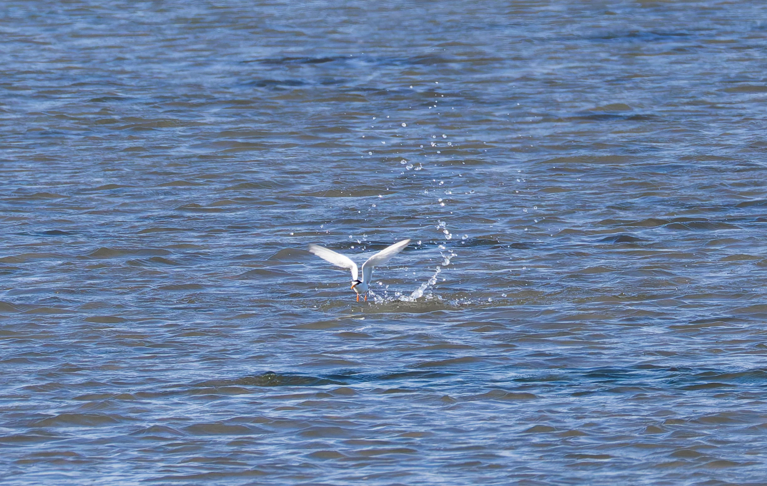 Little Tern, Lymington, Hampshire, UK — photo by Orlando Prugel-Bennett
