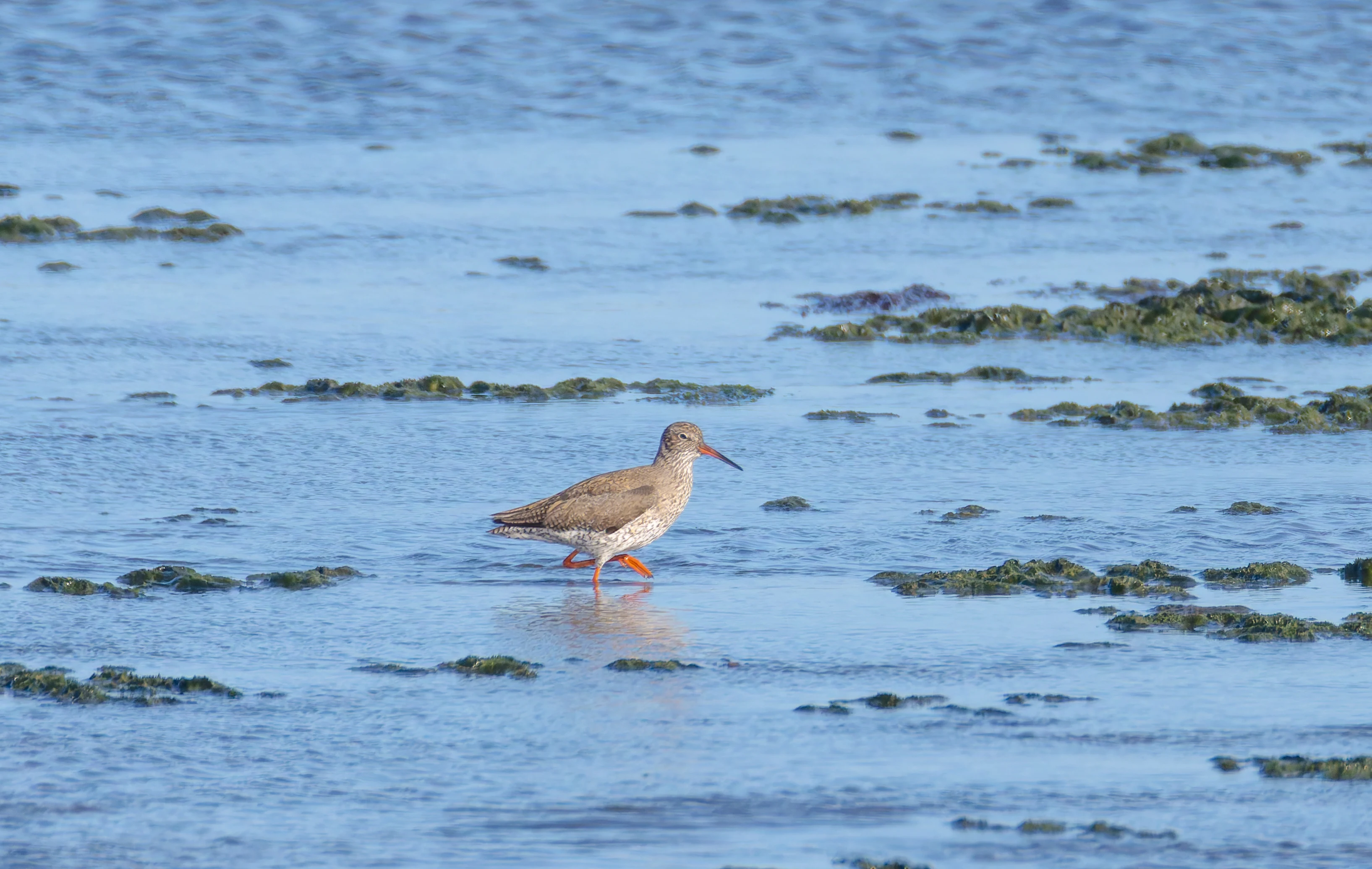 Common Redshank, Lymington, Hampshire, UK — photo by Orlando Prugel-Bennett