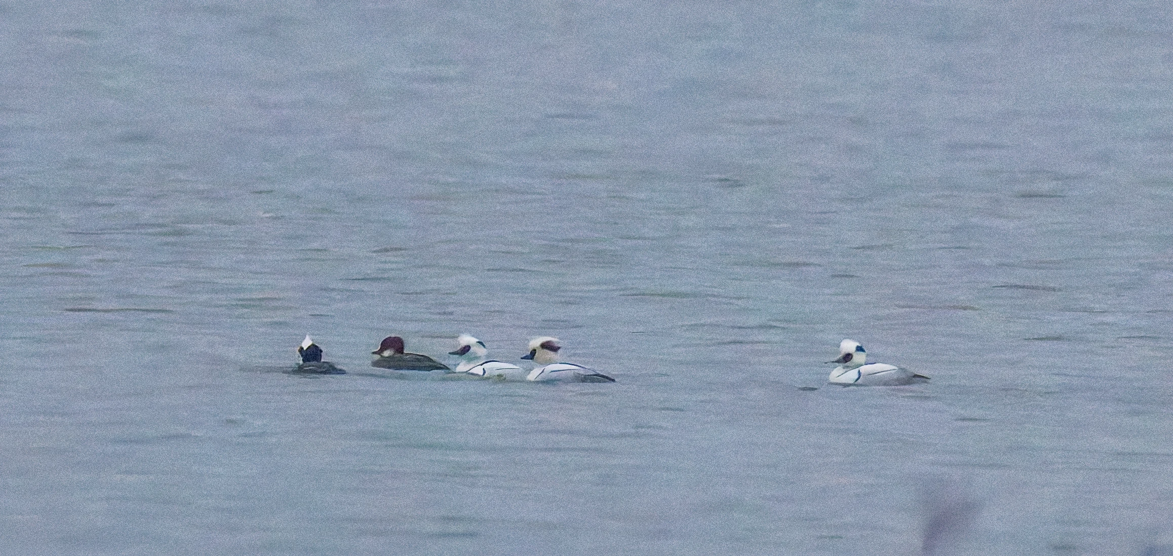 Smew (Male and Female), Zeeland, Netherlands — photo by Orlando Prugel-Bennett