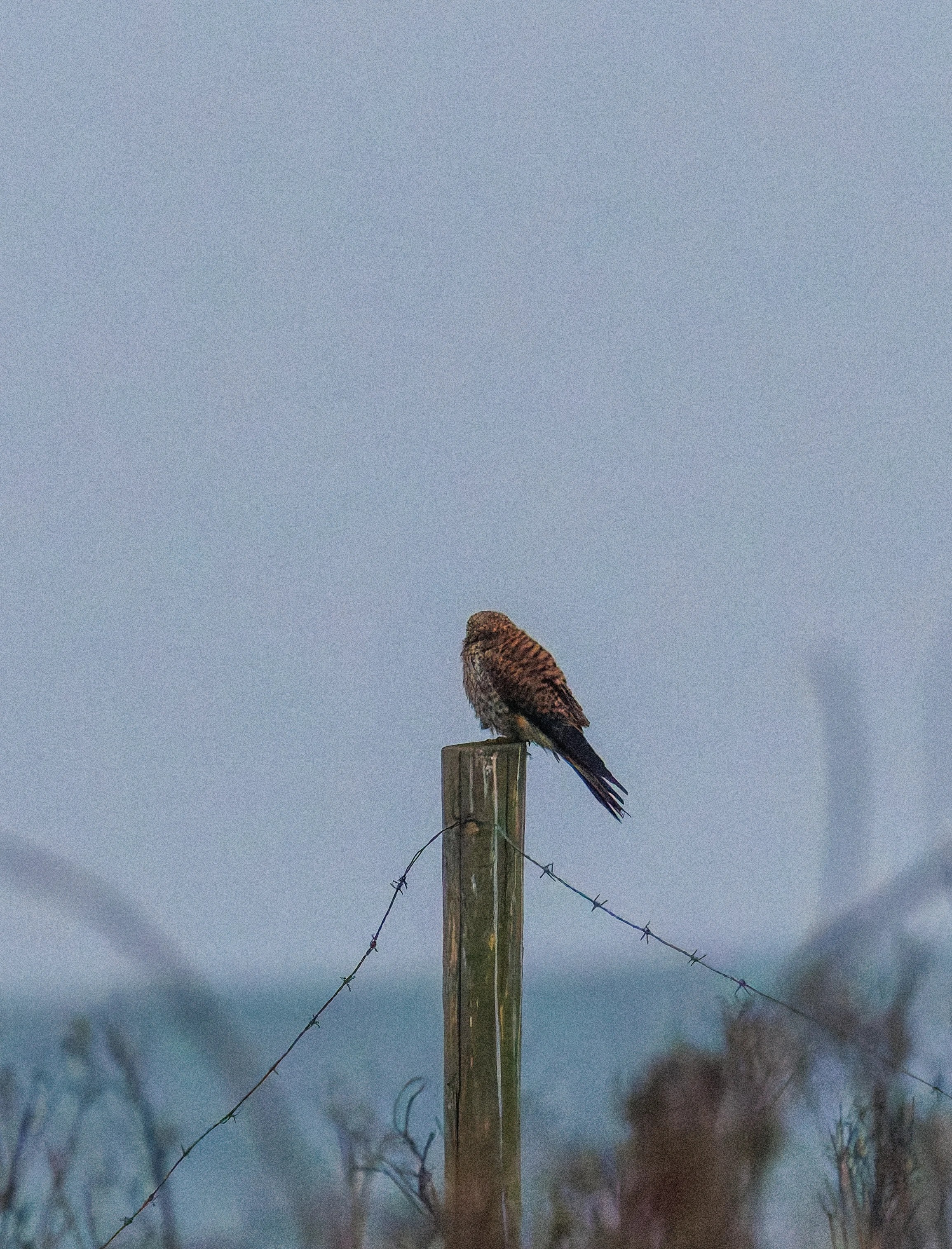Kestrel, Zeeland, Netherlands — photo by Orlando Prugel-Bennett