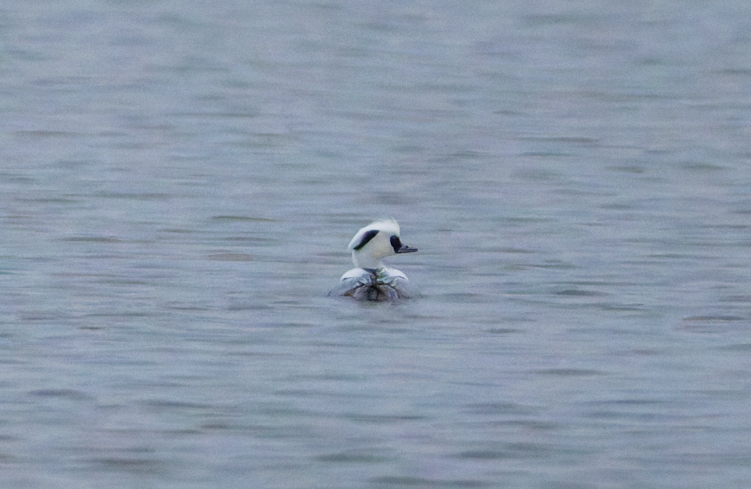 Male Smew, Zeeland, Netherlands — photo by Orlando Prugel-Bennett