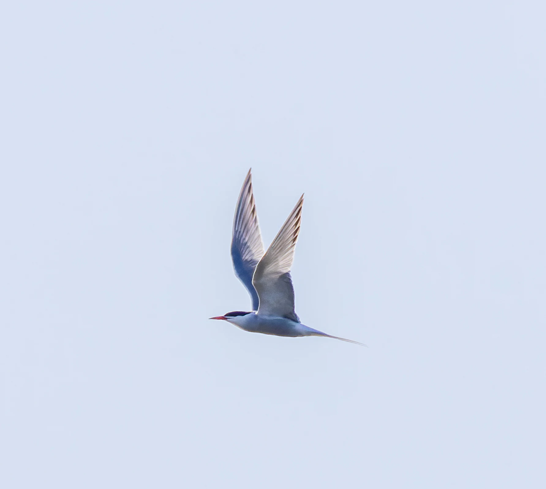 Common Tern, Lymington, Hampshire, UK — photo by Orlando Prugel-Bennett