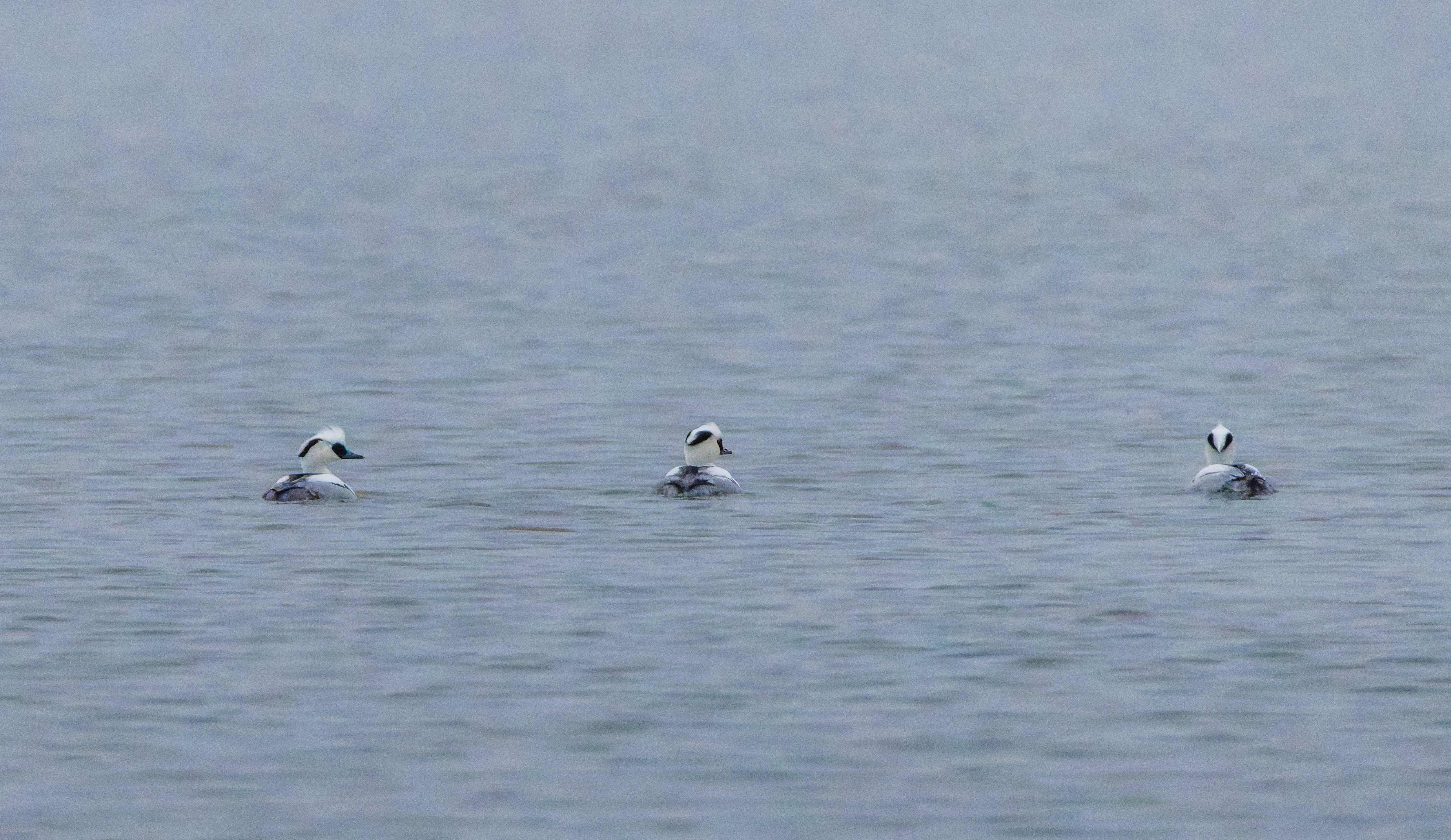 Male Smews, Zeeland, Netherlands — photo by Orlando Prugel-Bennett