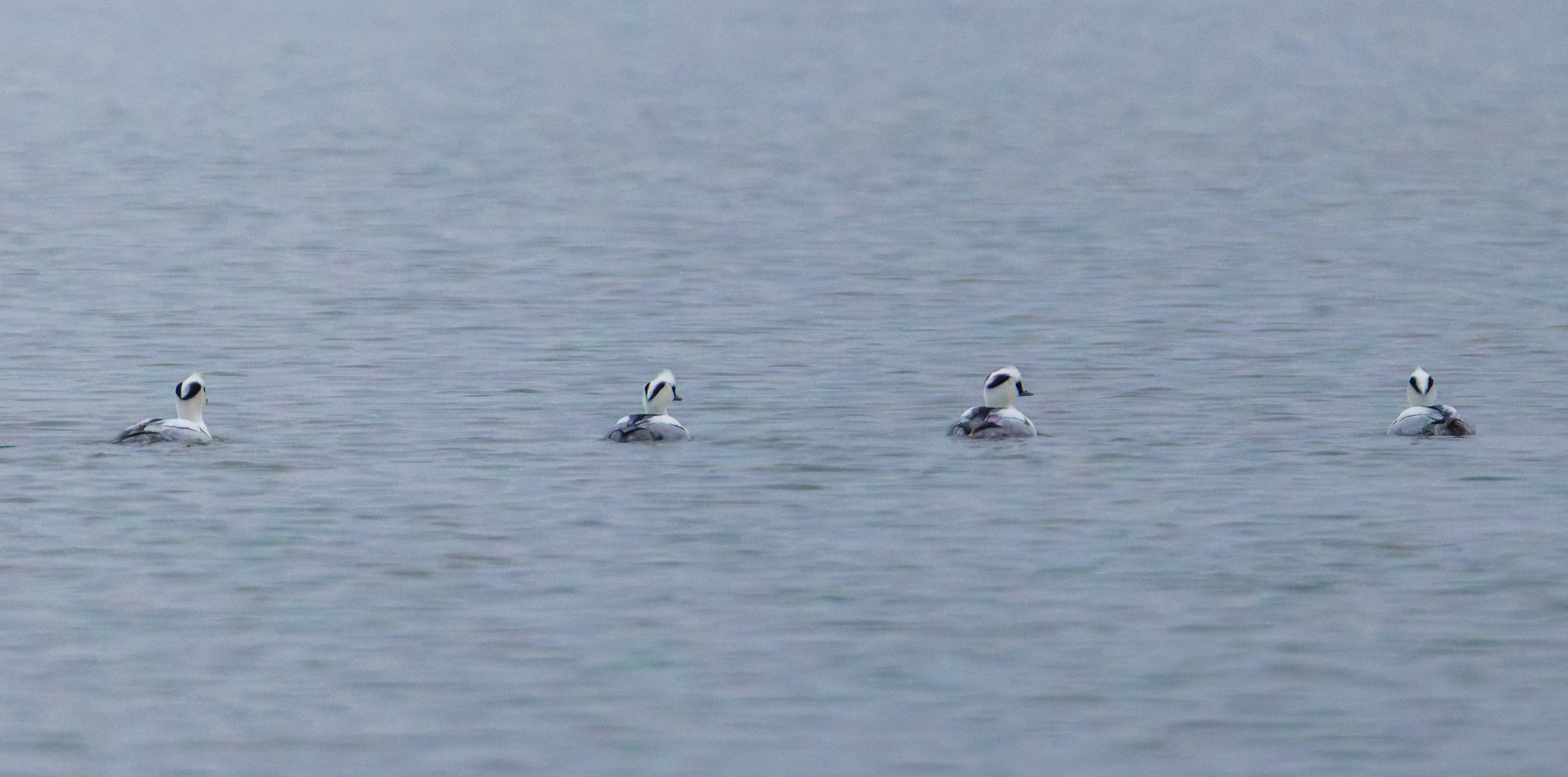 Male Smews, Zeeland, Netherlands — photo by Orlando Prugel-Bennett