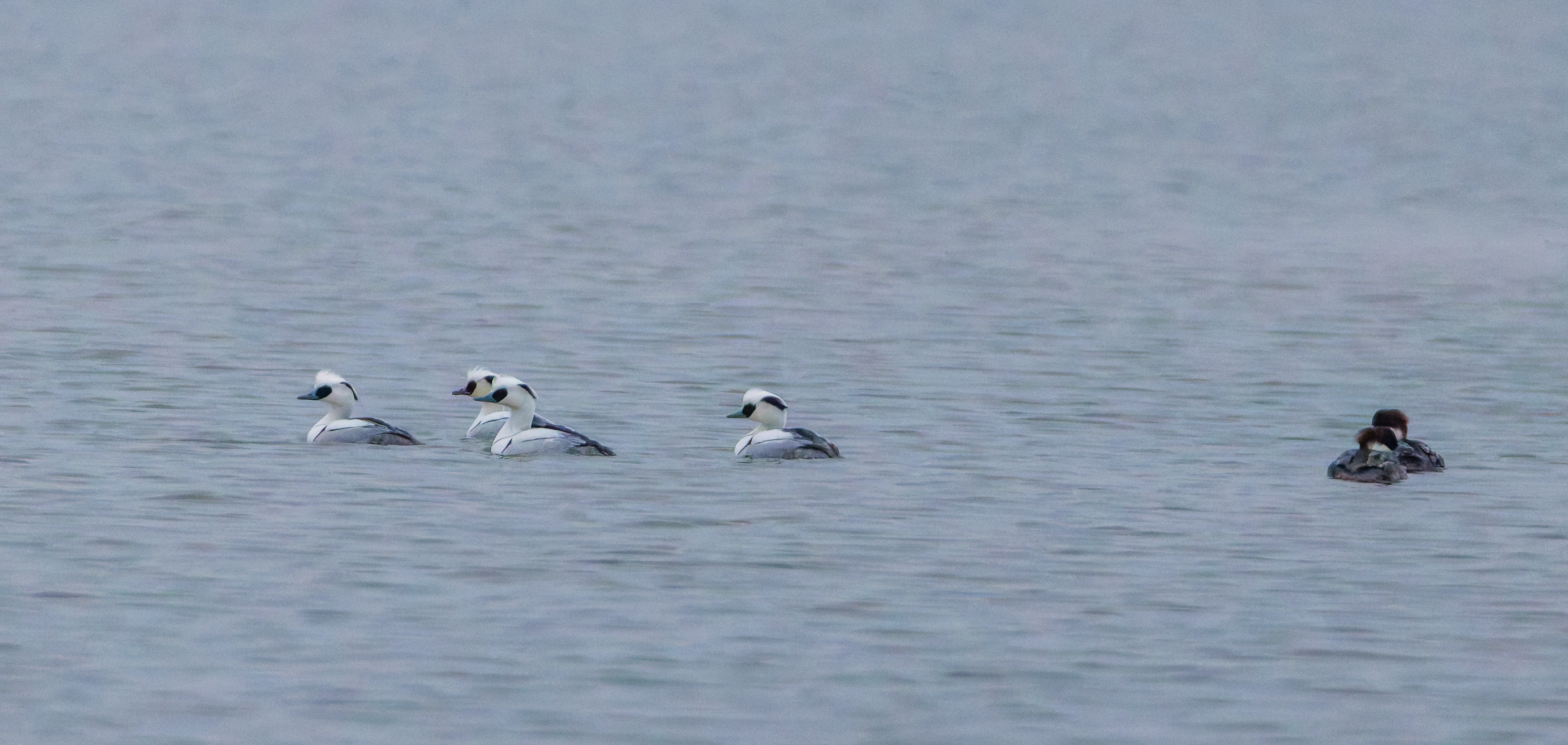 Smew (Male and Female), Zeeland, Netherlands — photo by Orlando Prugel-Bennett