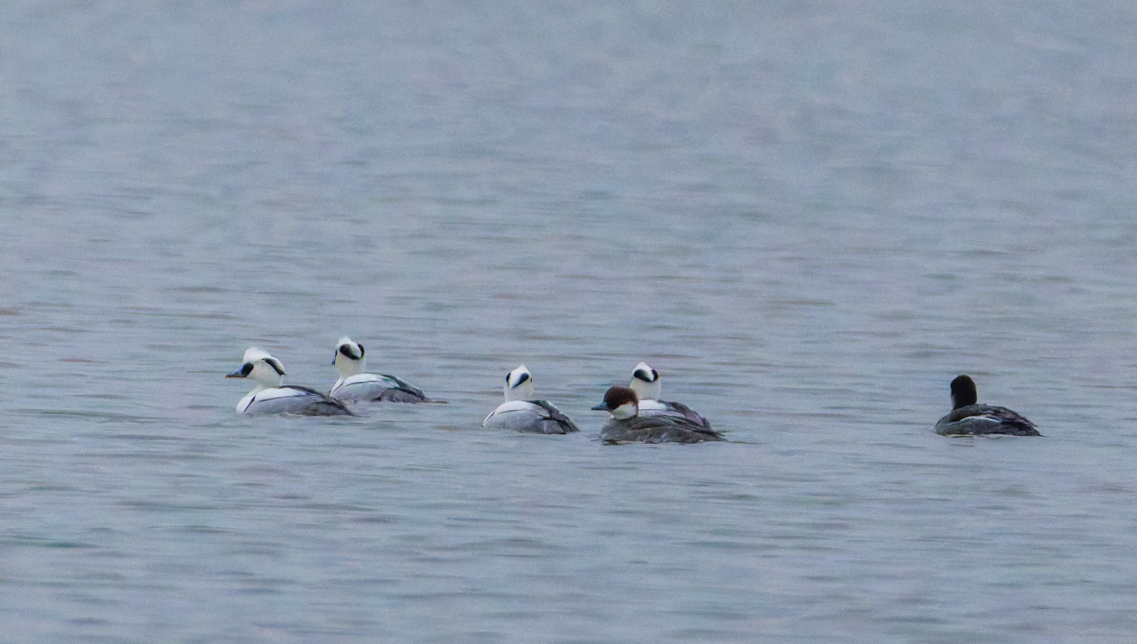 Smew (Male and Female), Zeeland, Netherlands — photo by Orlando Prugel-Bennett