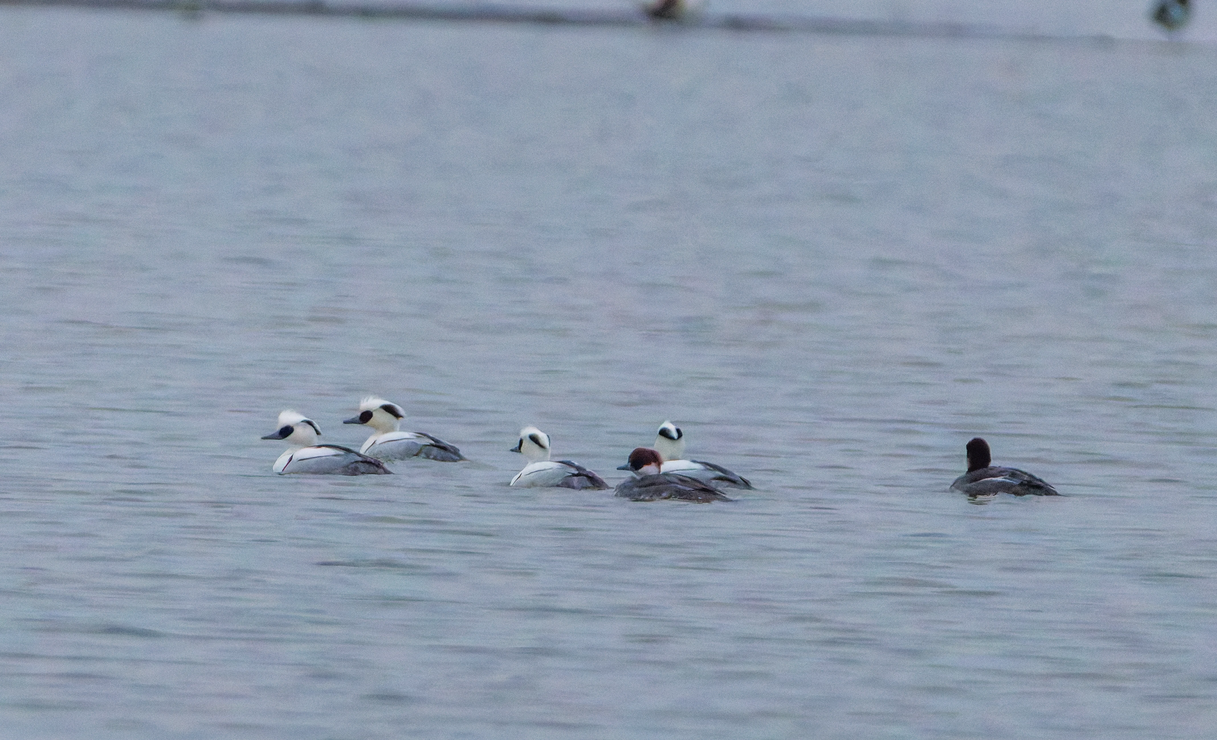 Smew (Male and Female), Zeeland, Netherlands — photo by Orlando Prugel-Bennett