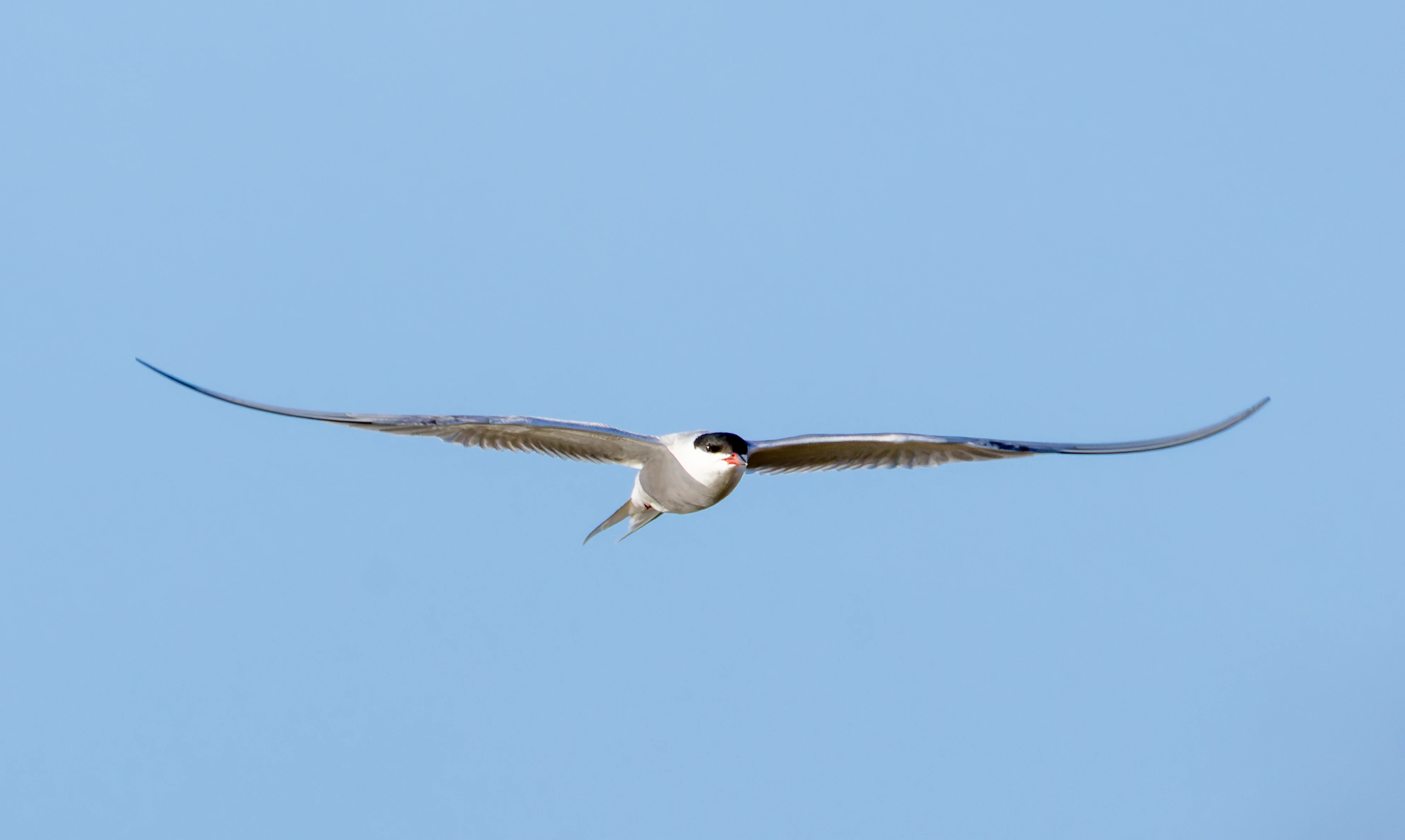 Common Tern, Lymington, Hampshire, UK — photo by Orlando Prugel-Bennett