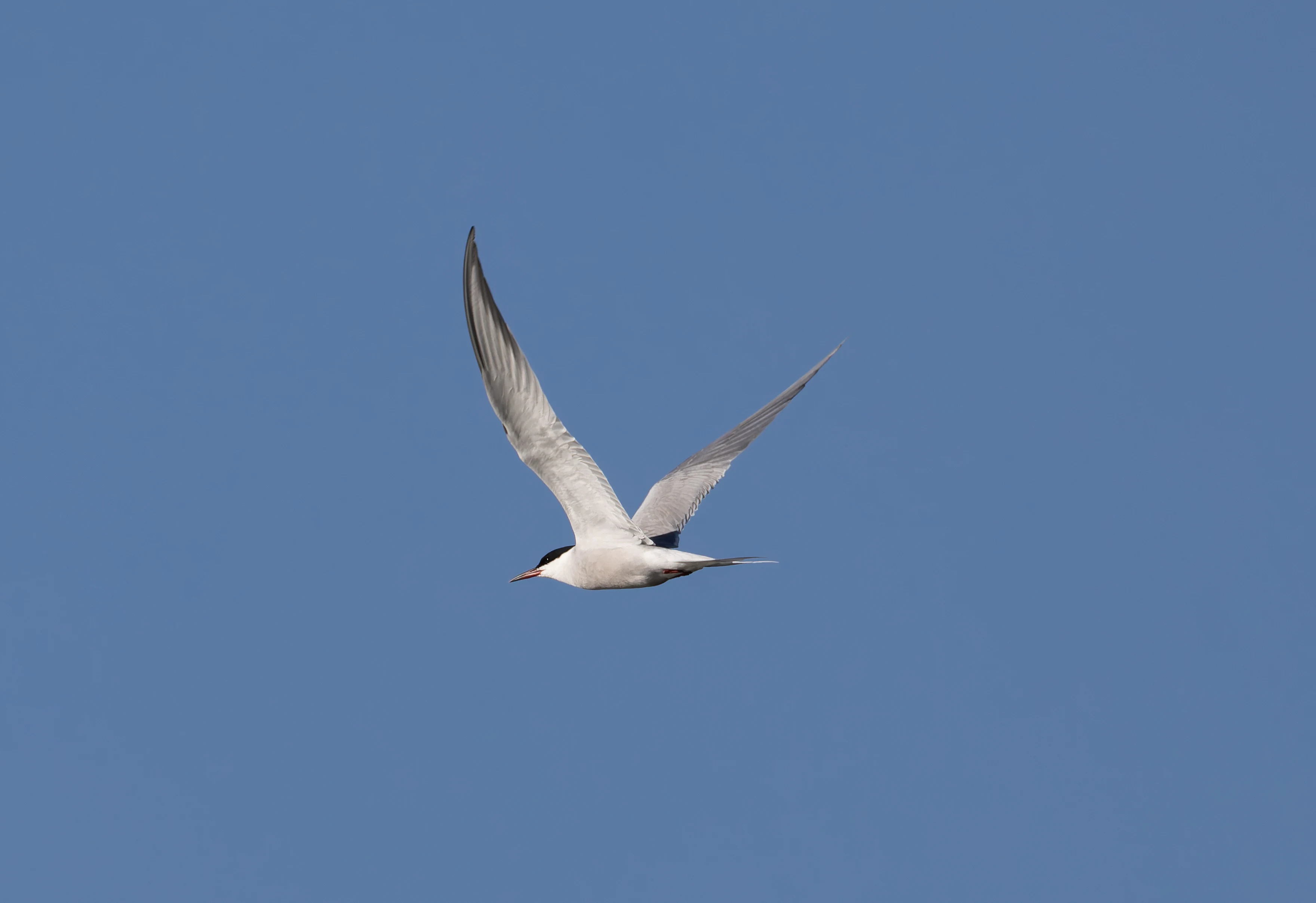 Common Tern, Lymington, Hampshire, UK — photo by Orlando Prugel-Bennett