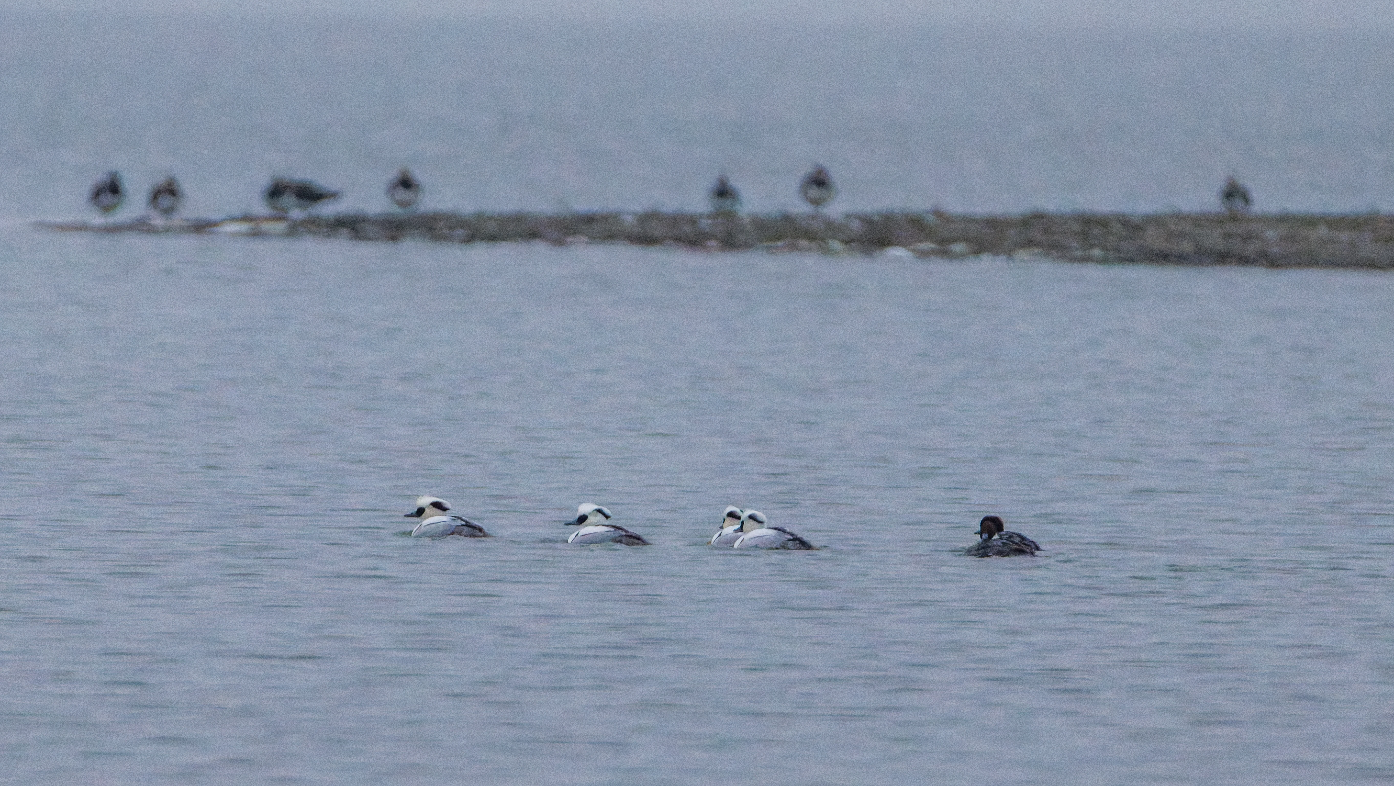 Smew (Male and Female), Zeeland, Netherlands — photo by Orlando Prugel-Bennett