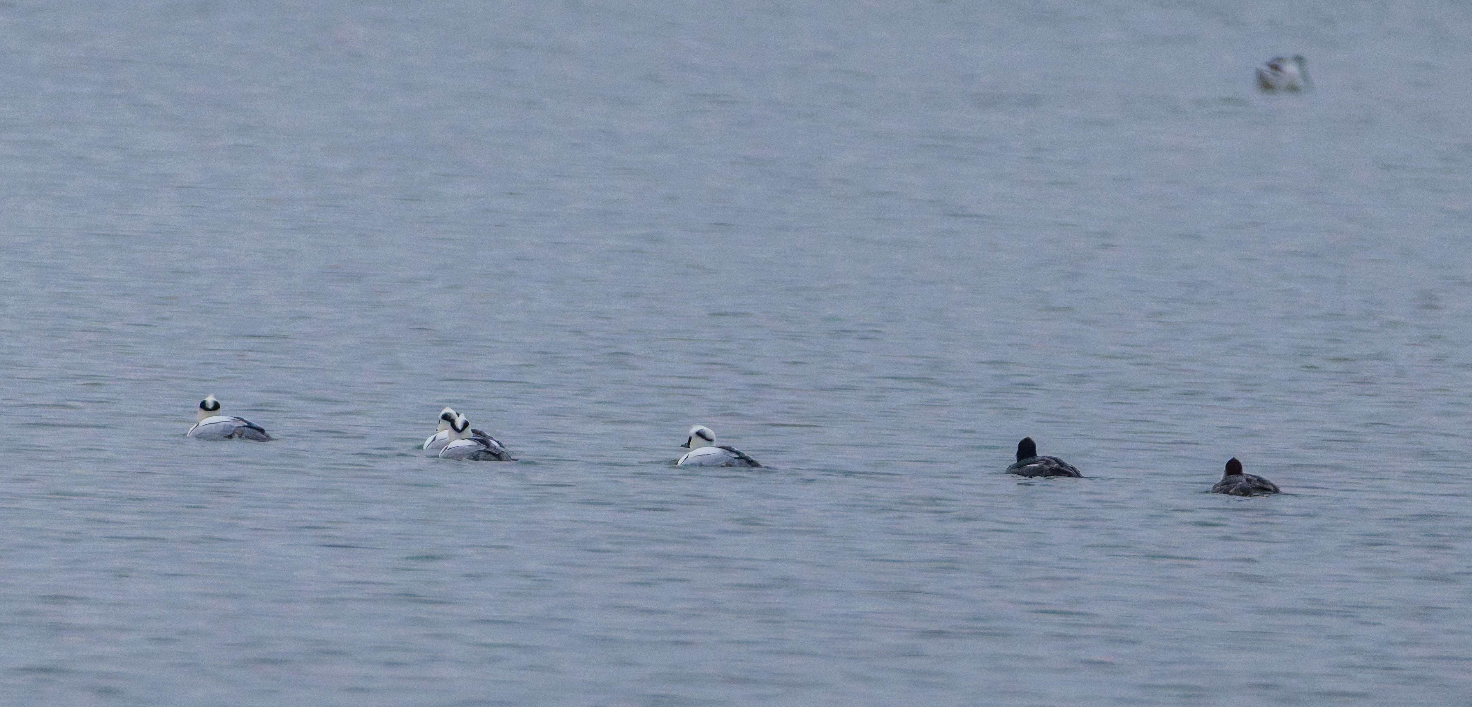 Smew (Male and Female), Zeeland, Netherlands — photo by Orlando Prugel-Bennett