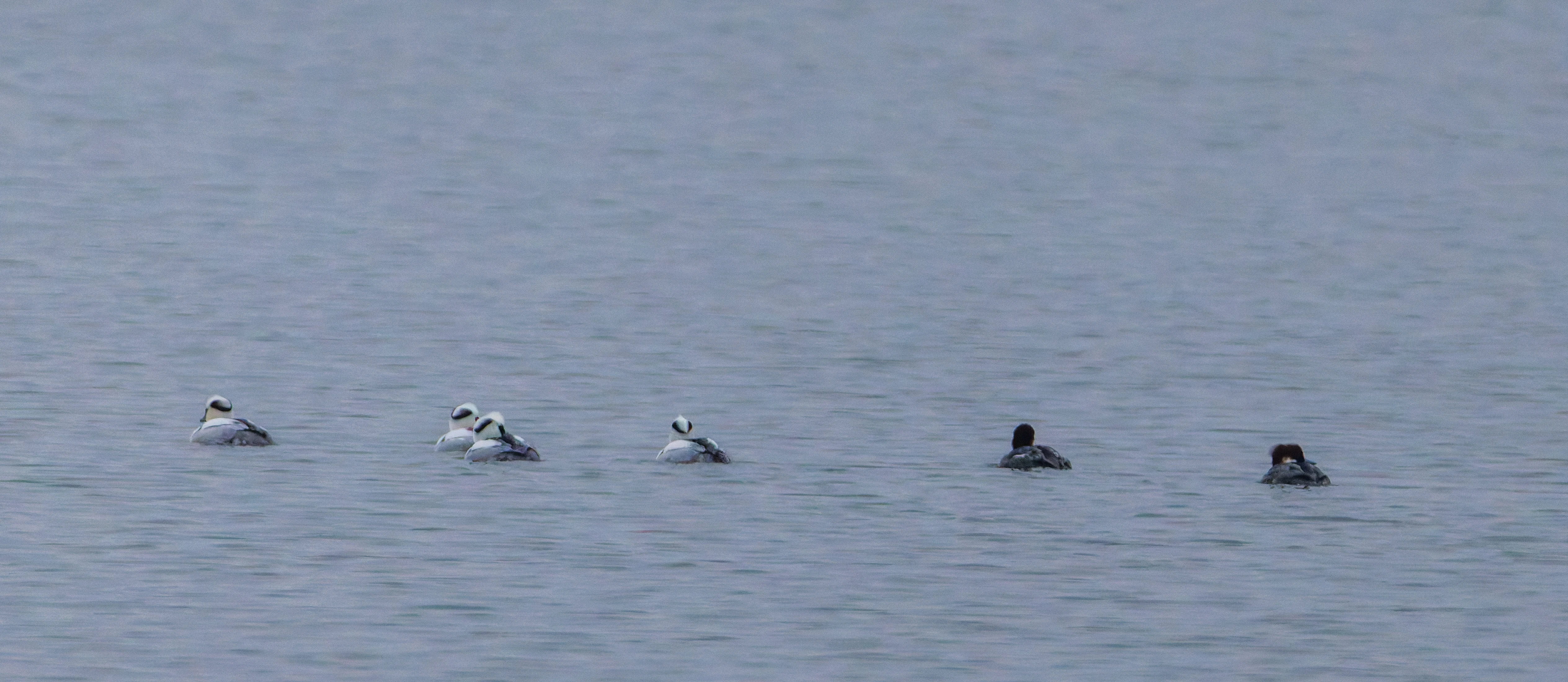Smew (Male and Female), Zeeland, Netherlands — photo by Orlando Prugel-Bennett