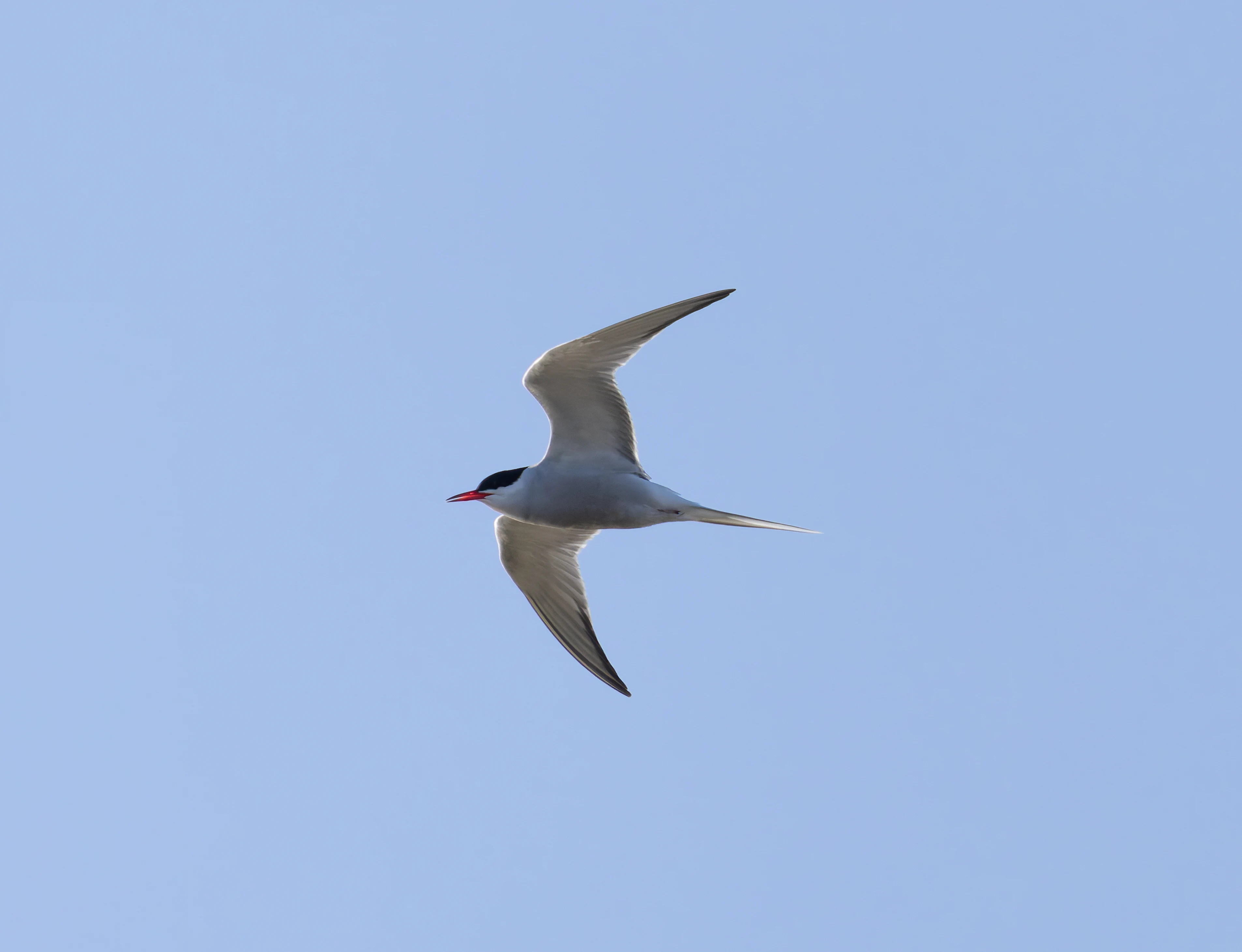 Common Tern, Lymington, Hampshire, UK — photo by Orlando Prugel-Bennett