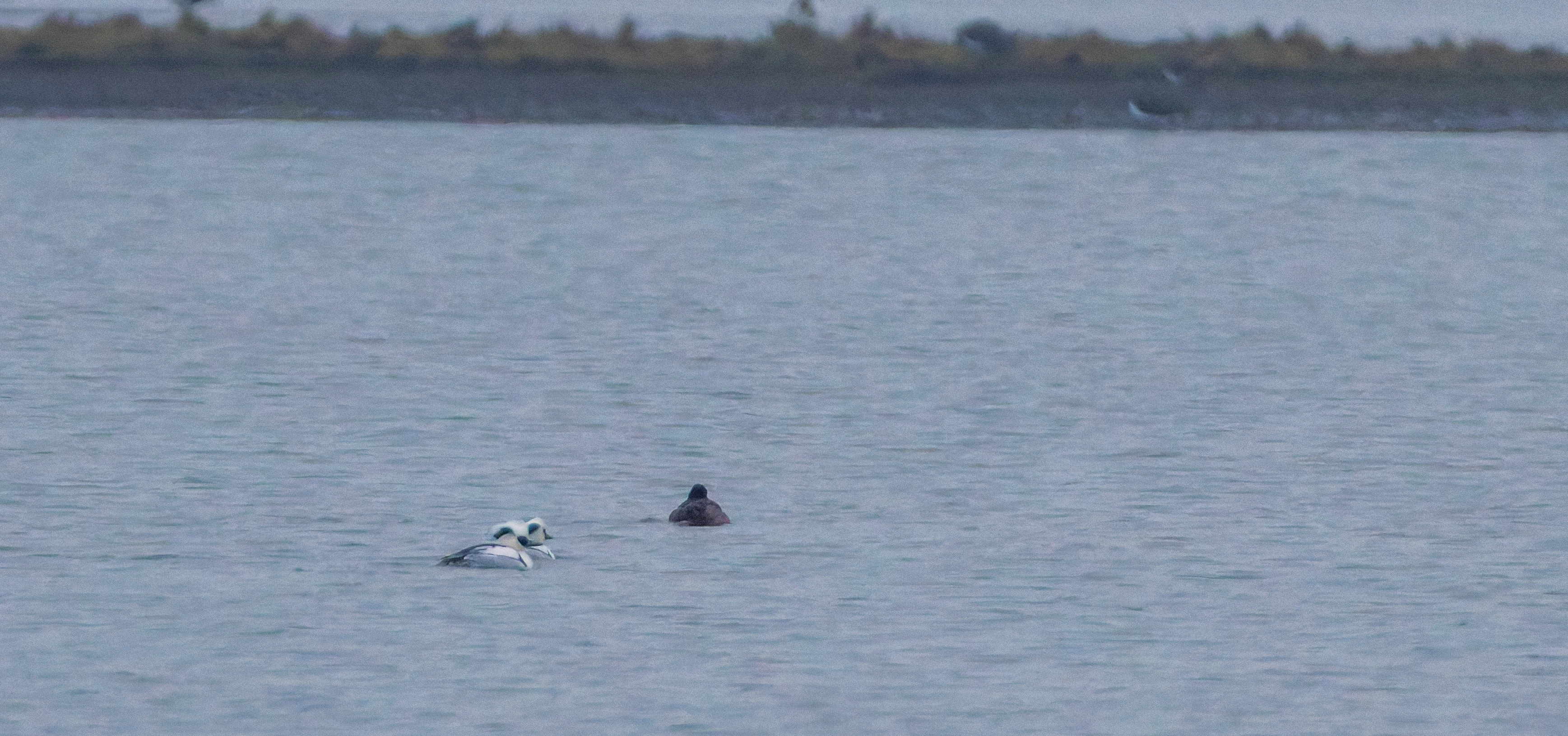 Smew (Male and Female), Zeeland, Netherlands — photo by Orlando Prugel-Bennett