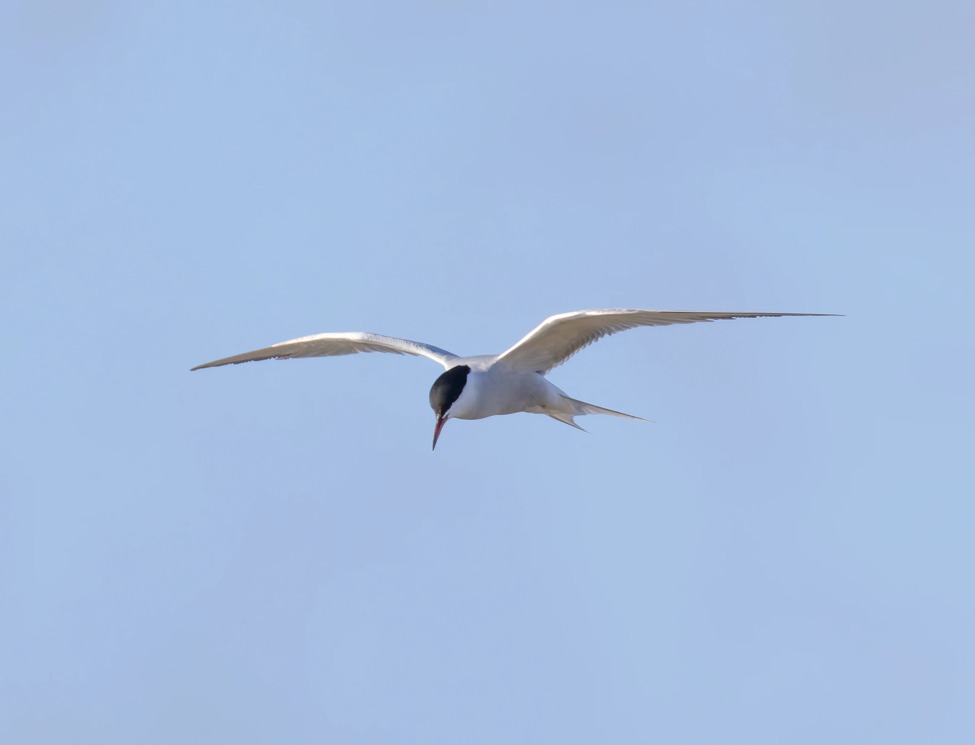 Common Tern, Lymington, Hampshire, UK — photo by Orlando Prugel-Bennett