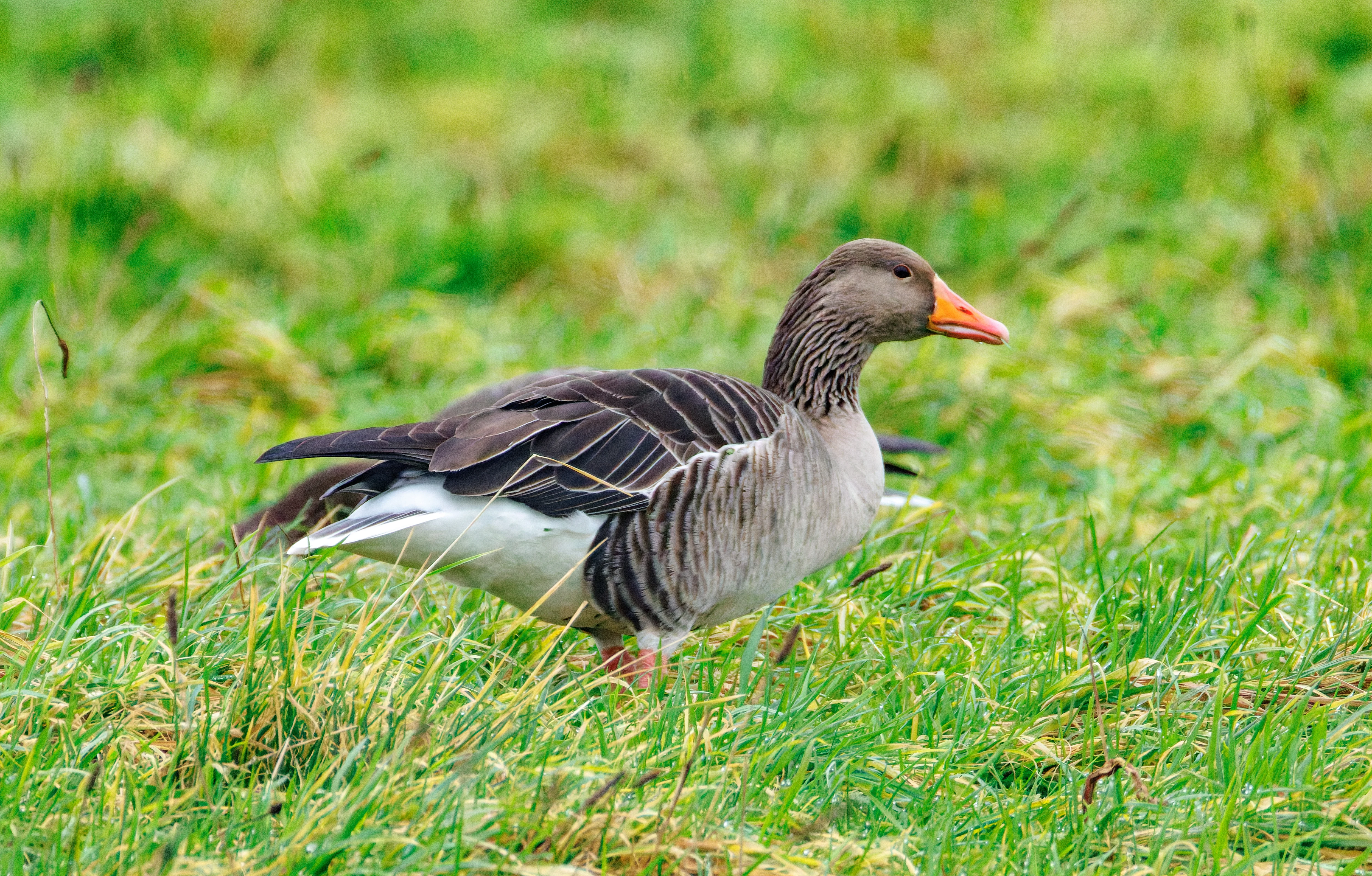Greylag Goose, Zeeland, Netherlands — photo by Orlando Prugel-Bennett