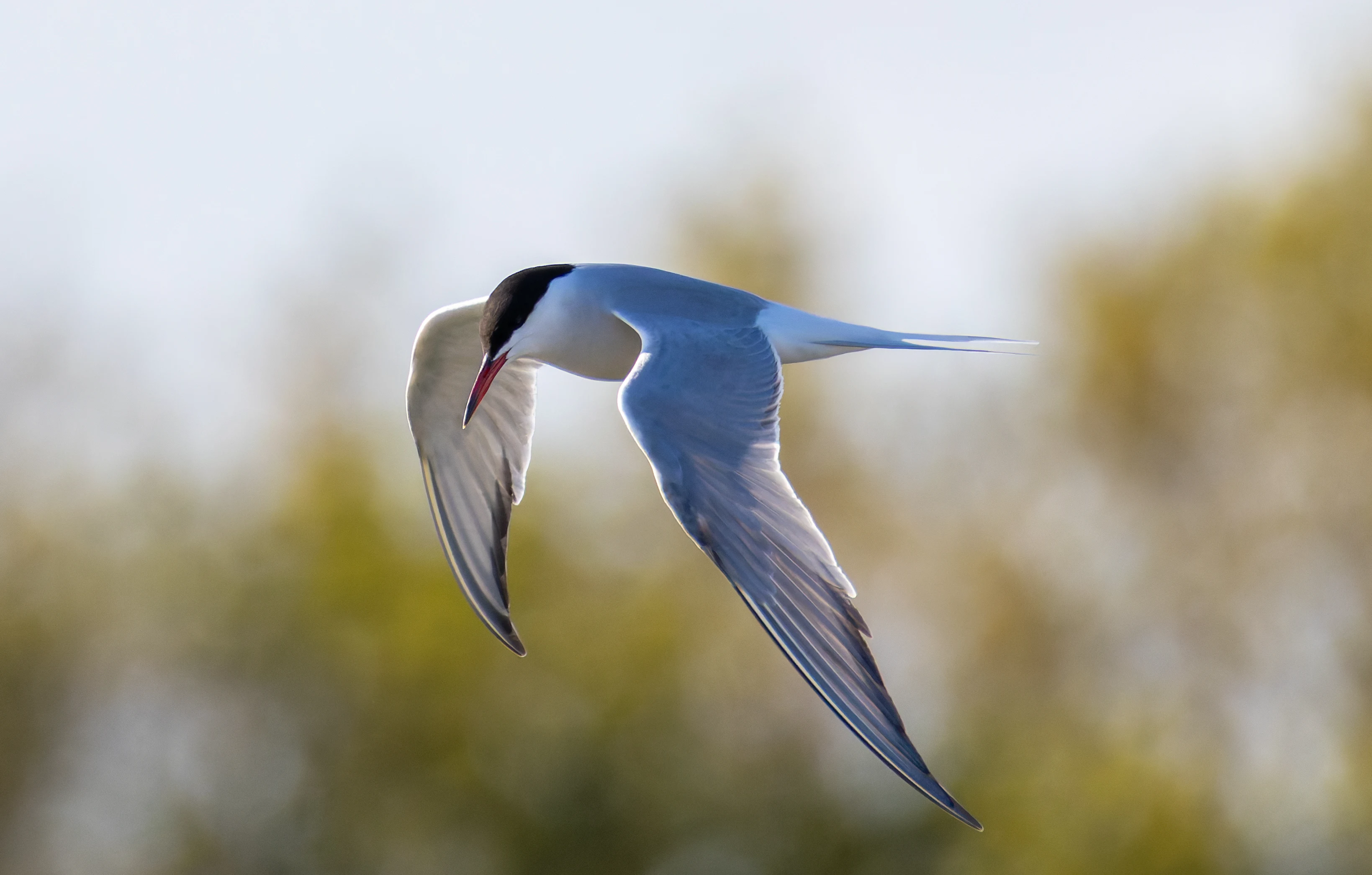 Common Tern, Lymington, Hampshire, UK — photo by Orlando Prugel-Bennett